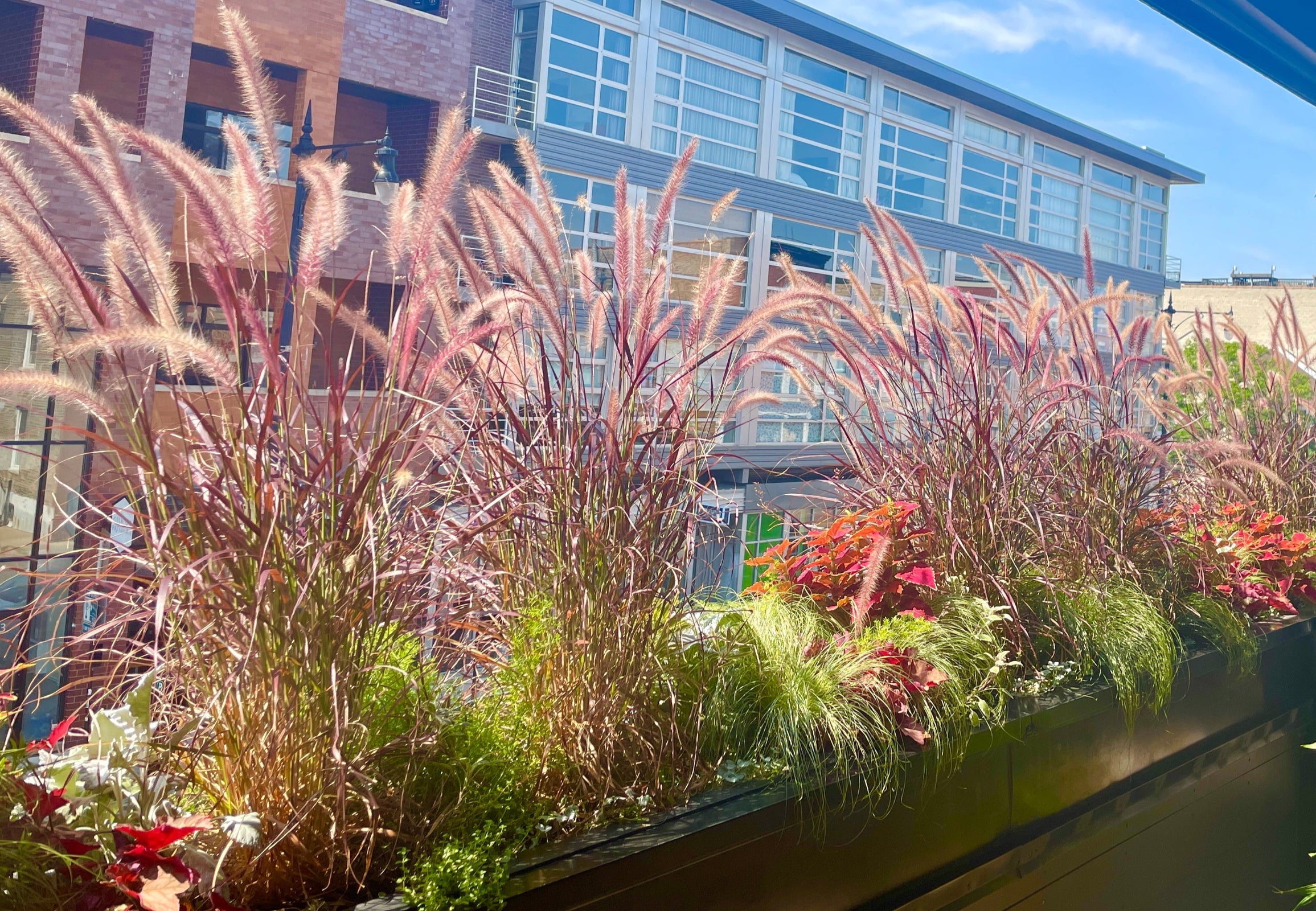 An annual trough planting by Sprout-home featuring blooming Pennisetum rubrum. 