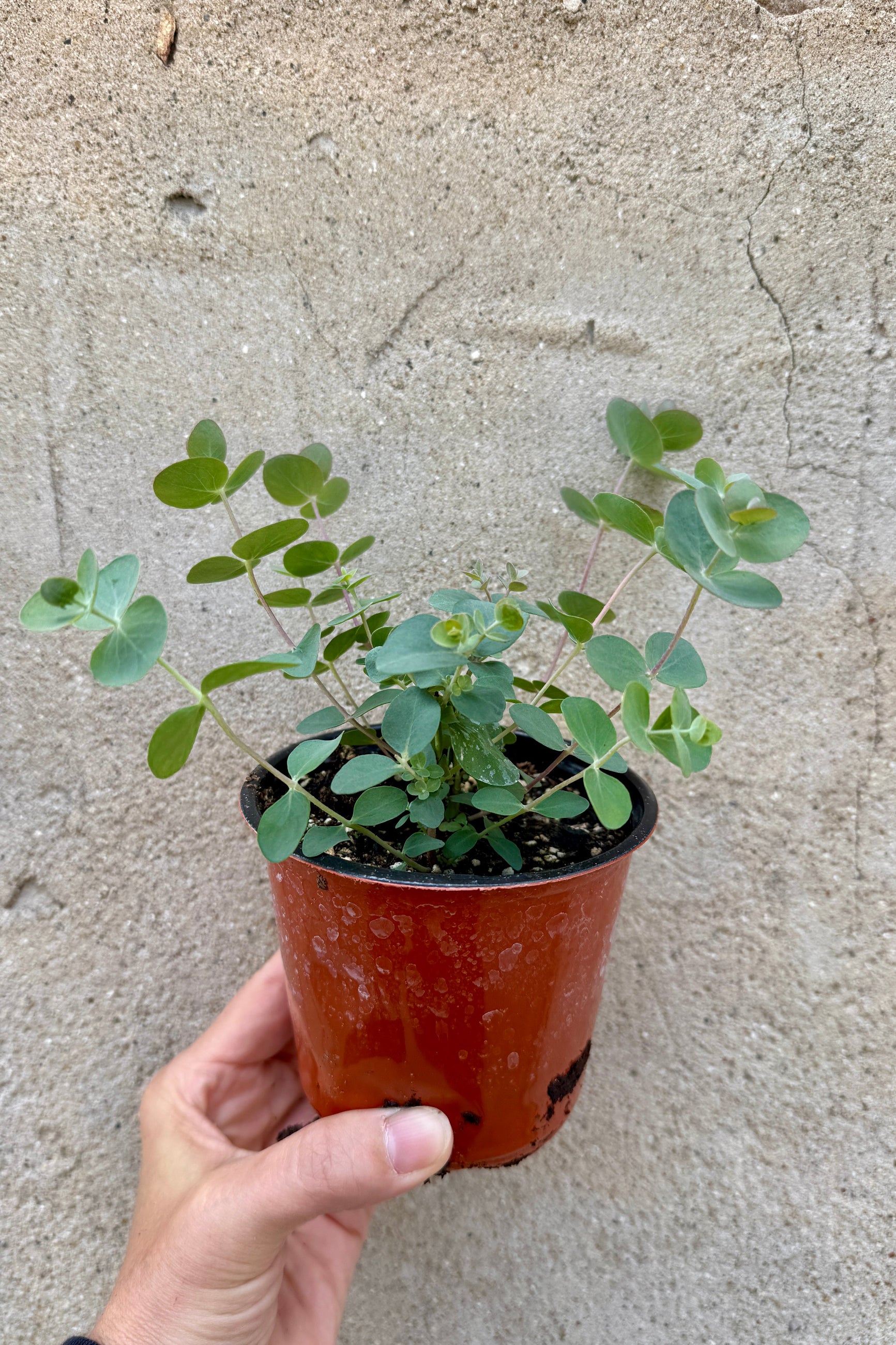 Eucalyptus cinerea in a 3" -  4" growers pot being held in hand in May ©Sprout Home