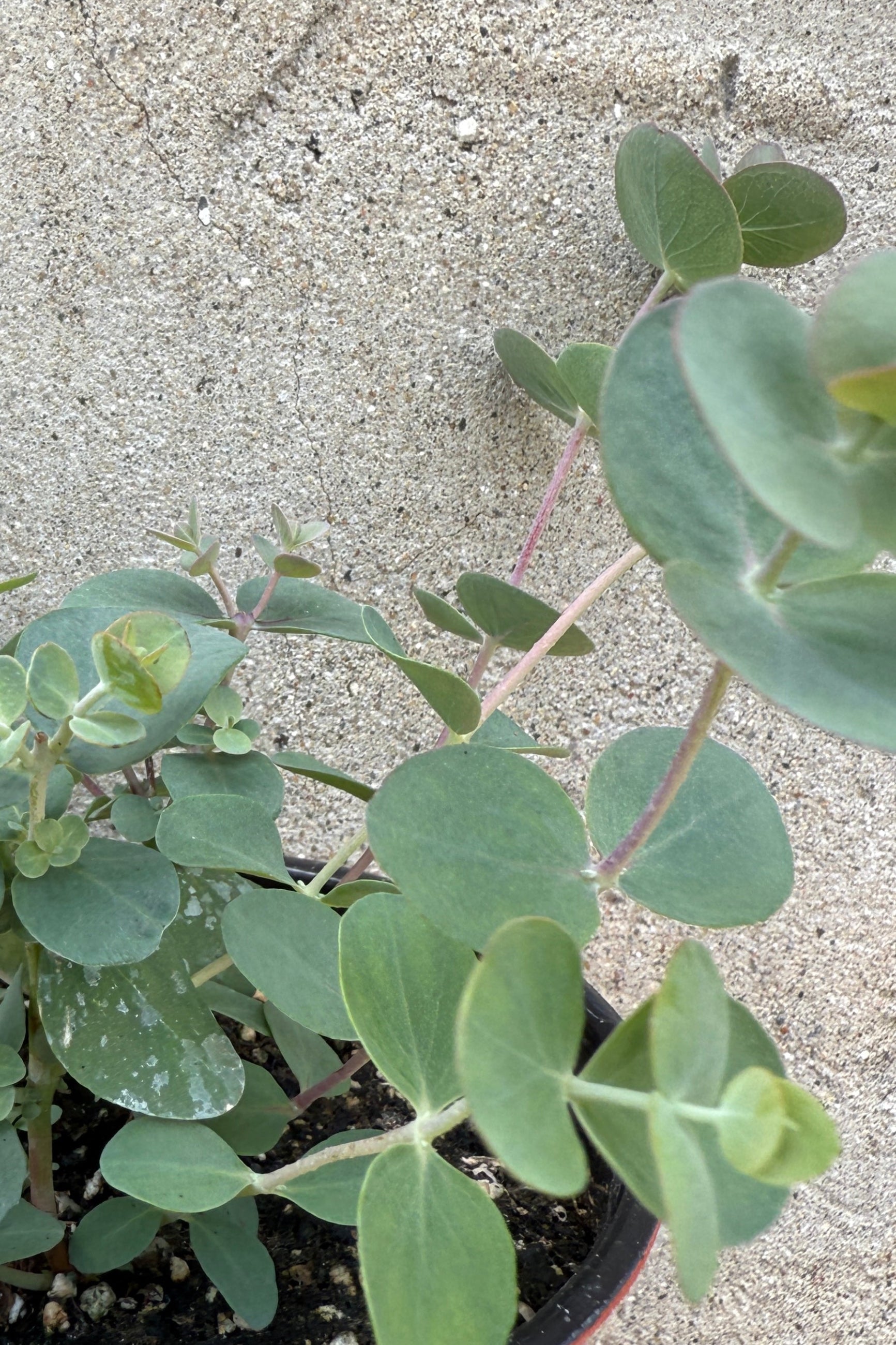 Eucalyptus cinerea detail in May ©Sprout Home