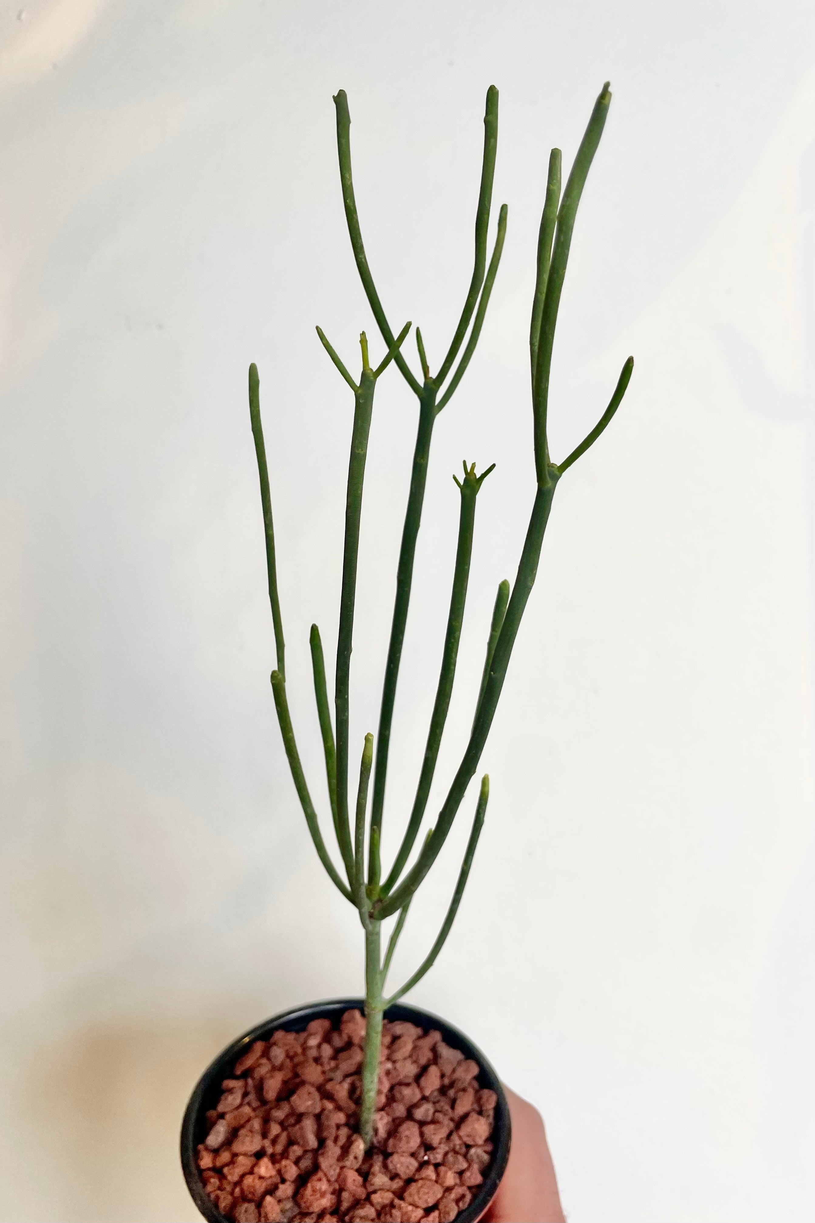Photo of Euphorbia aphylla with narrow leafless branching stems against a white wall.