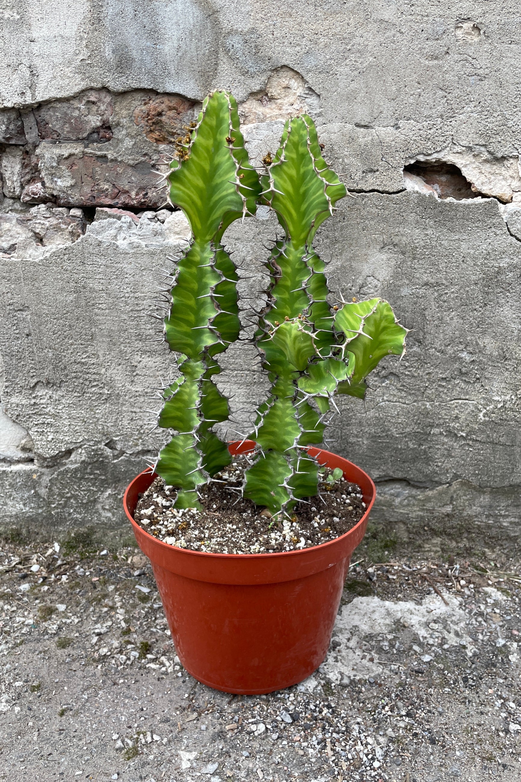 Euphorbia grandicornis in a 10" growers pot against a concrete wall at Sprout-home.