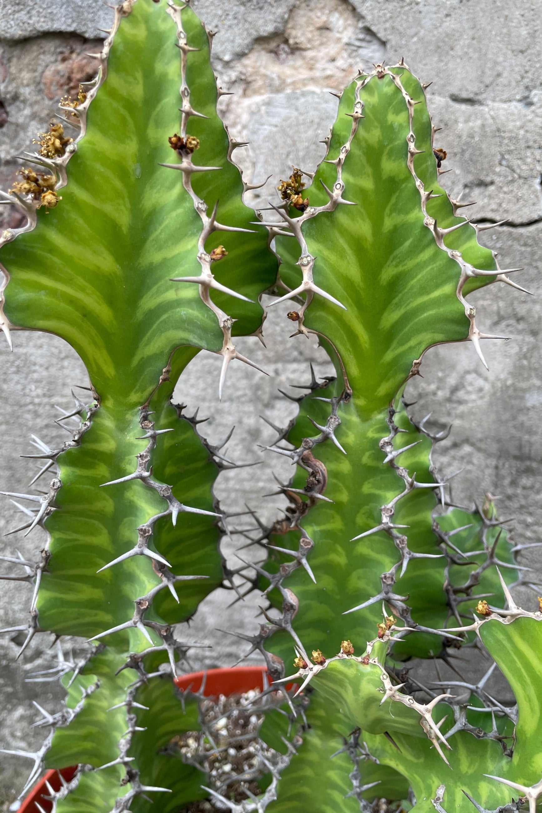 Euphorbia grandicornis up close showing the variegation and thorns at Sprout-home. 