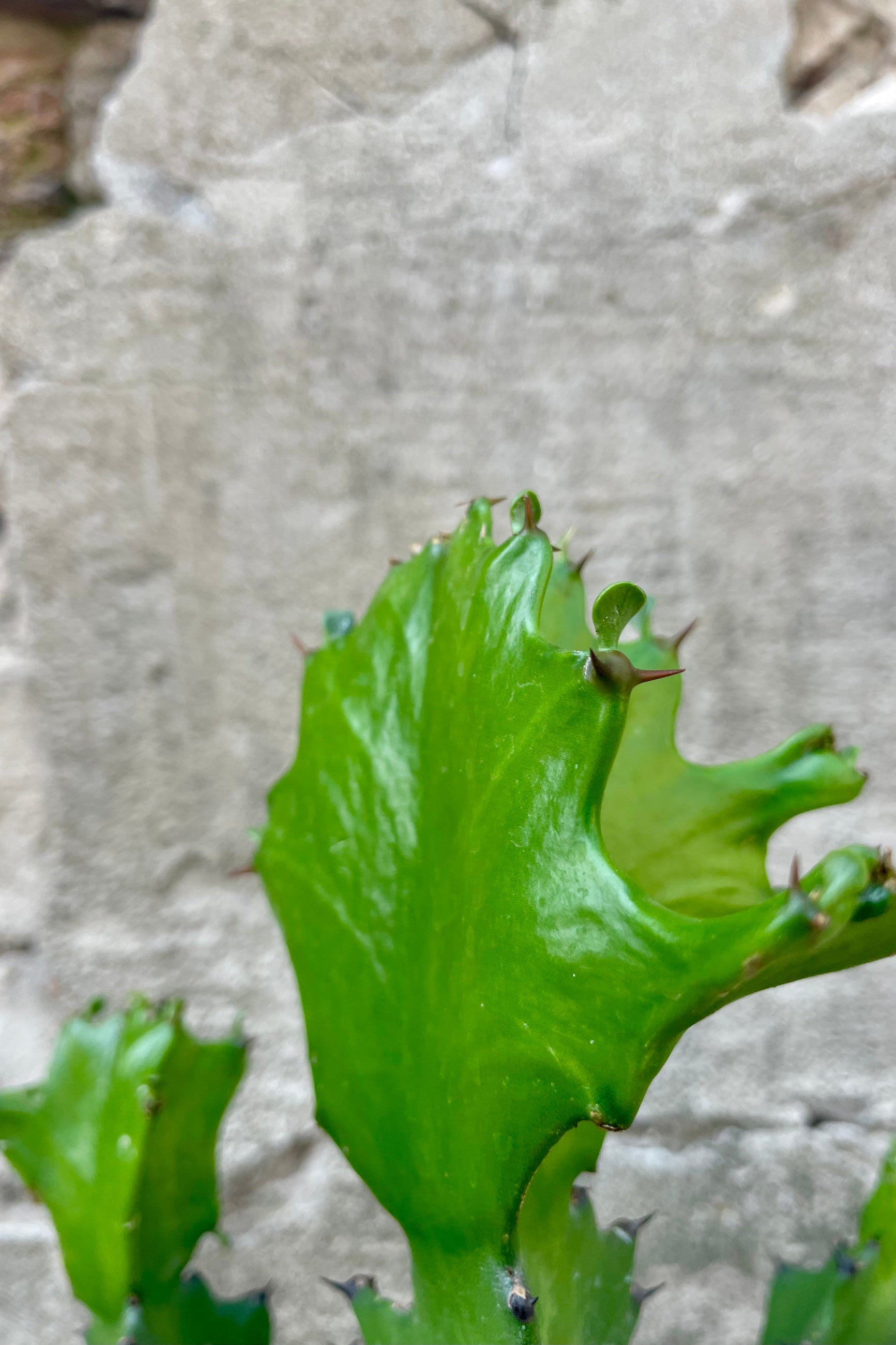 Close detail photo of green Euphorbia lactea plant's stems and leaves against a cement wall.