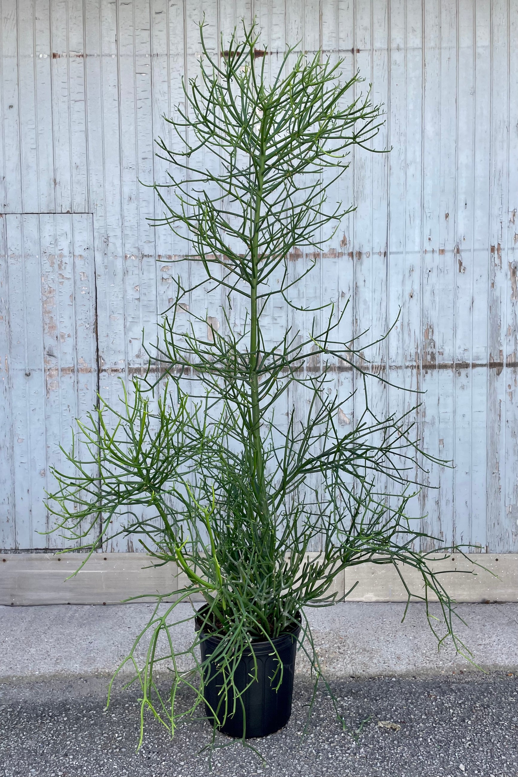 Photo of Euphorbia tirucalli "Pencil Cactus" in a black pot against a gray wall.