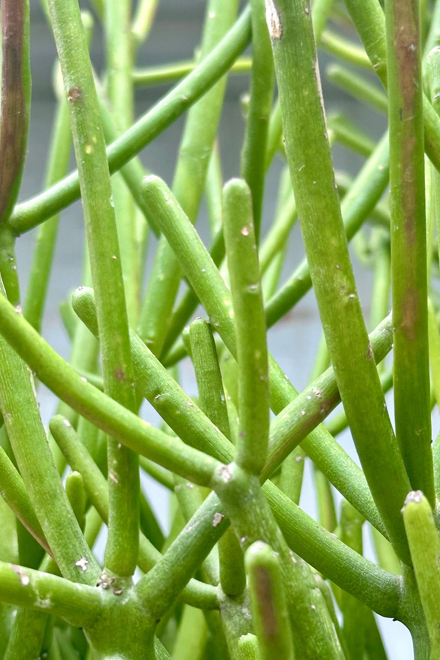 Detail of the pencil like foliage of the Euphorbia tirucalli. 
