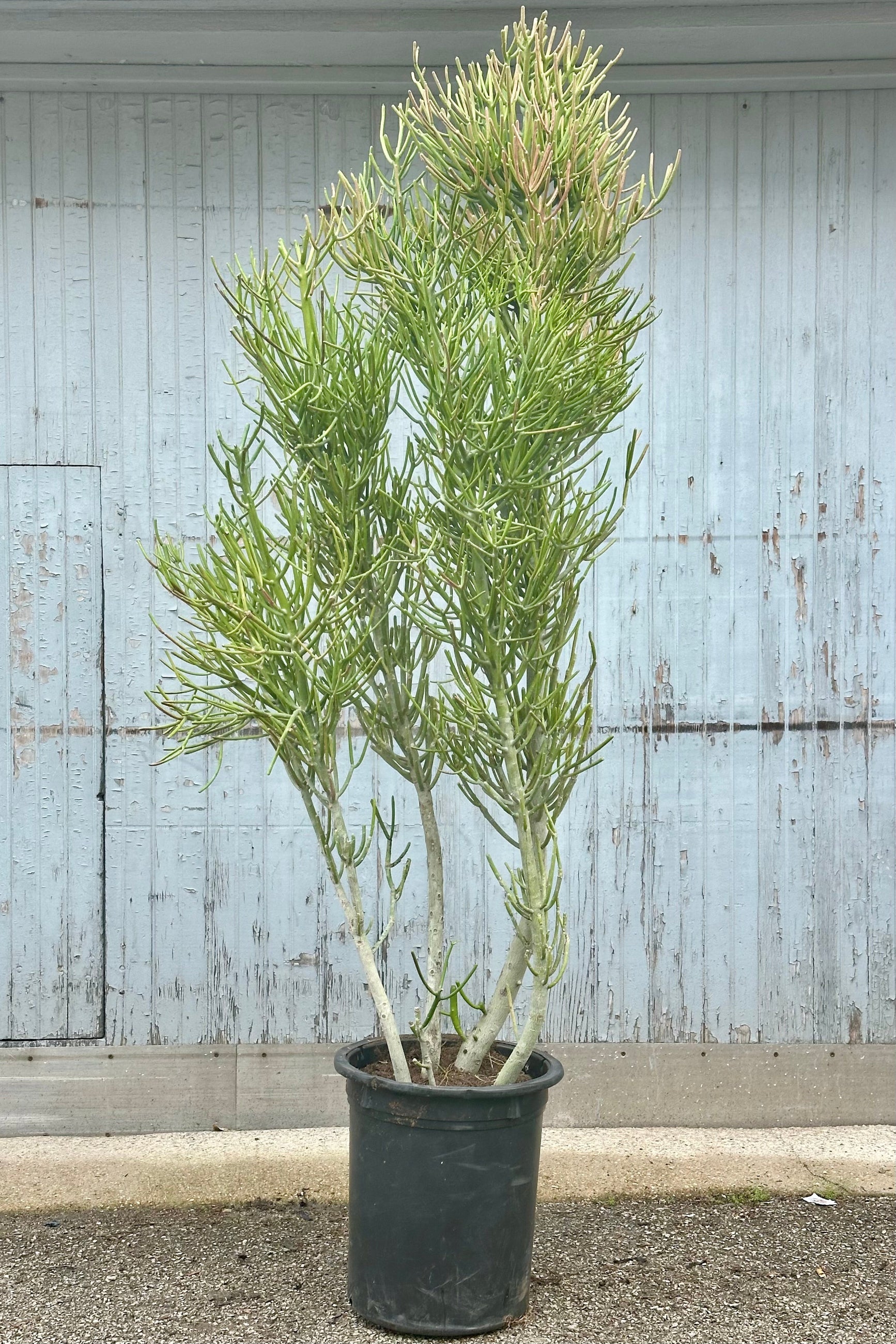 A massive Euphorbia "Pencil Cactus" in a #15 growers pot at Sprout-home standing tall in front of a wood wall. 