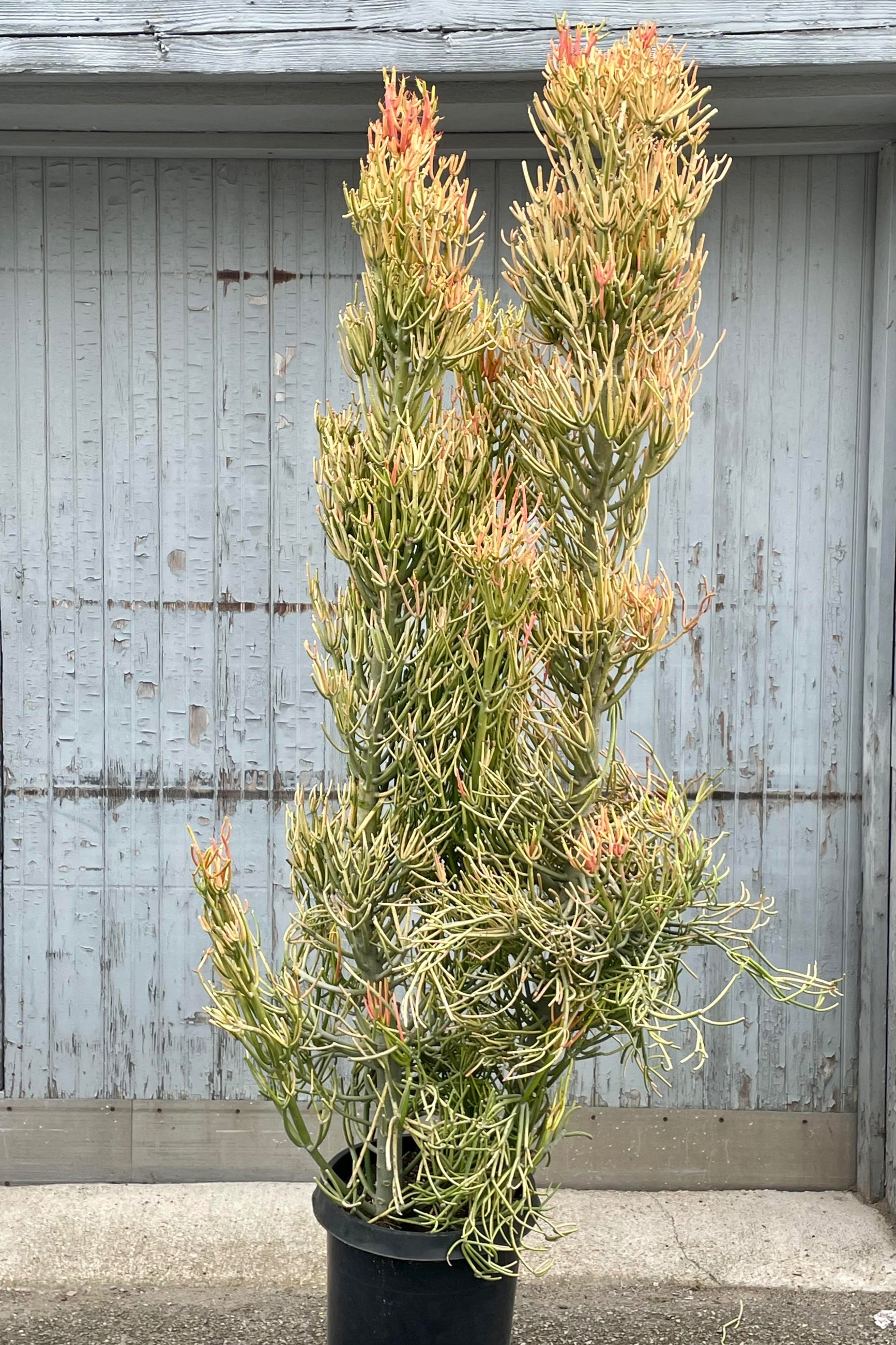 A photo of Euphorgia tirucalli 'Rosea' or "Firesticks" pencil cactus in a black pot against a gray wood wall. The plant is tall and slender with many fine branches showing characteristic golden and orange coloration.