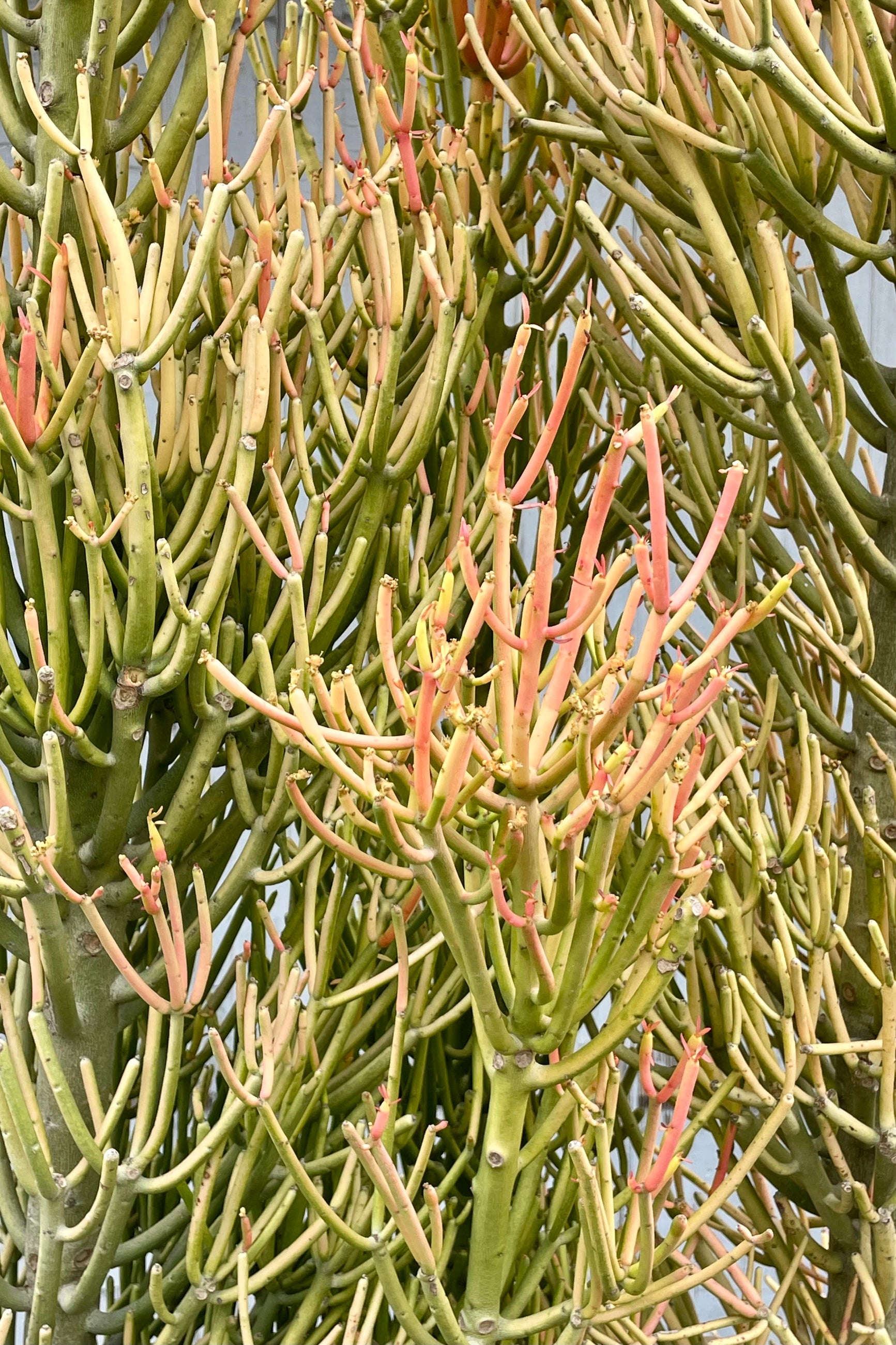 Close photo of bright green, yellow and orange stems of Euphoriba tirucalli 'Rosea' "firesticks pencil cactus."