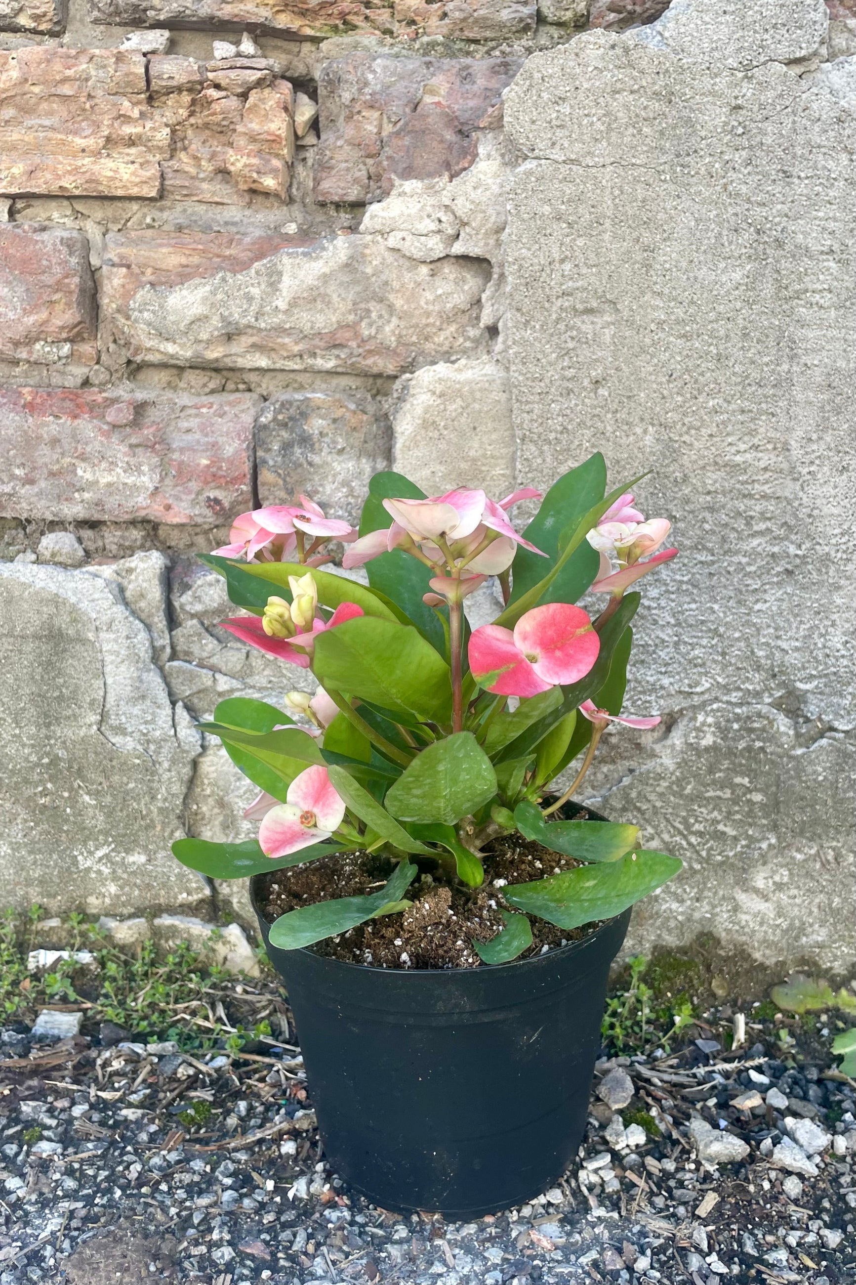 Photo of Euphoriba mnilii "Crown of thorns" plant in a black pot against a cement wall. The plant has wide green leaves and pink bracts surrounding small flowers.