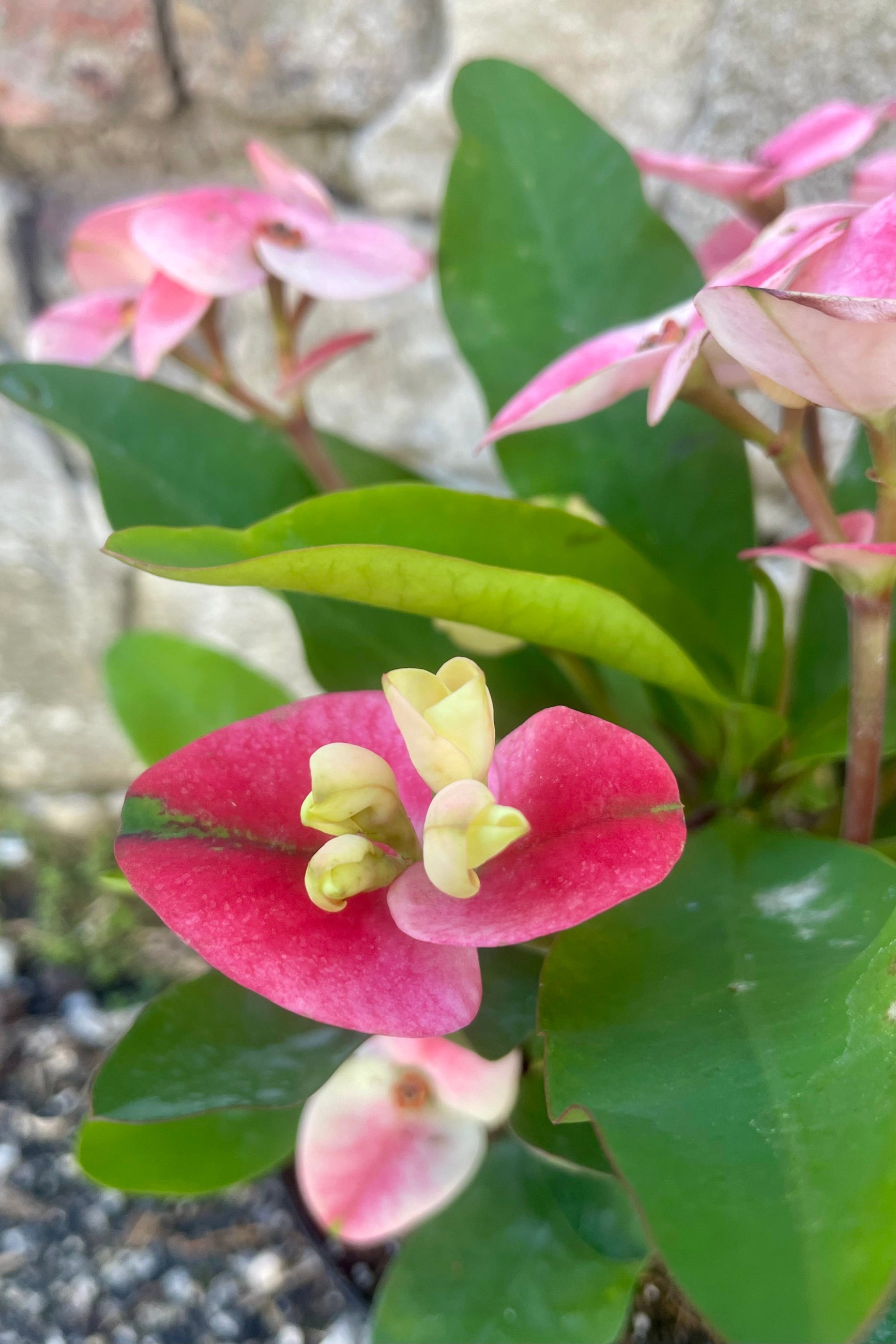 Close Photo of Euphoriba mnilii "Crown of thorns" plant in a black pot against a cement wall. The plant has wide green leaves and pink bracts surrounding small flowers.