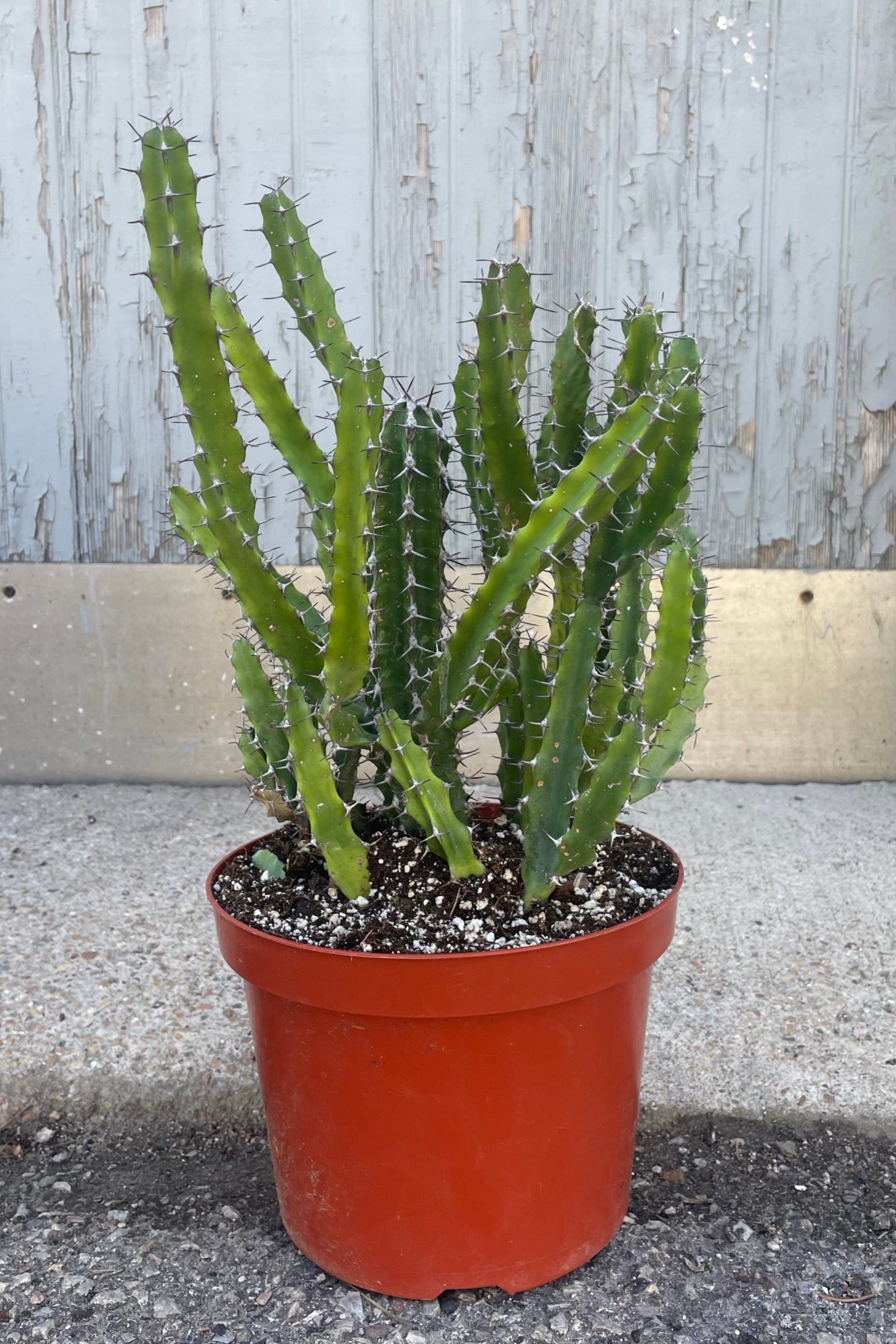 Photo of a spikey succulent plant with many small stems. Euphorbia evansii in an orange pot in front of a gray wall Sprout-home