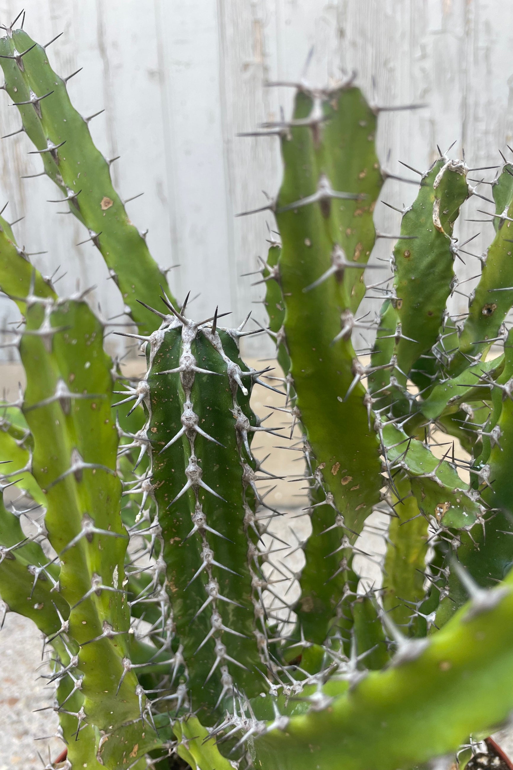 Close up photo of a spikey succulent plant with many small stems. Euphorbia evansii in front of a gray wall Sprout-home ©Sprout Home