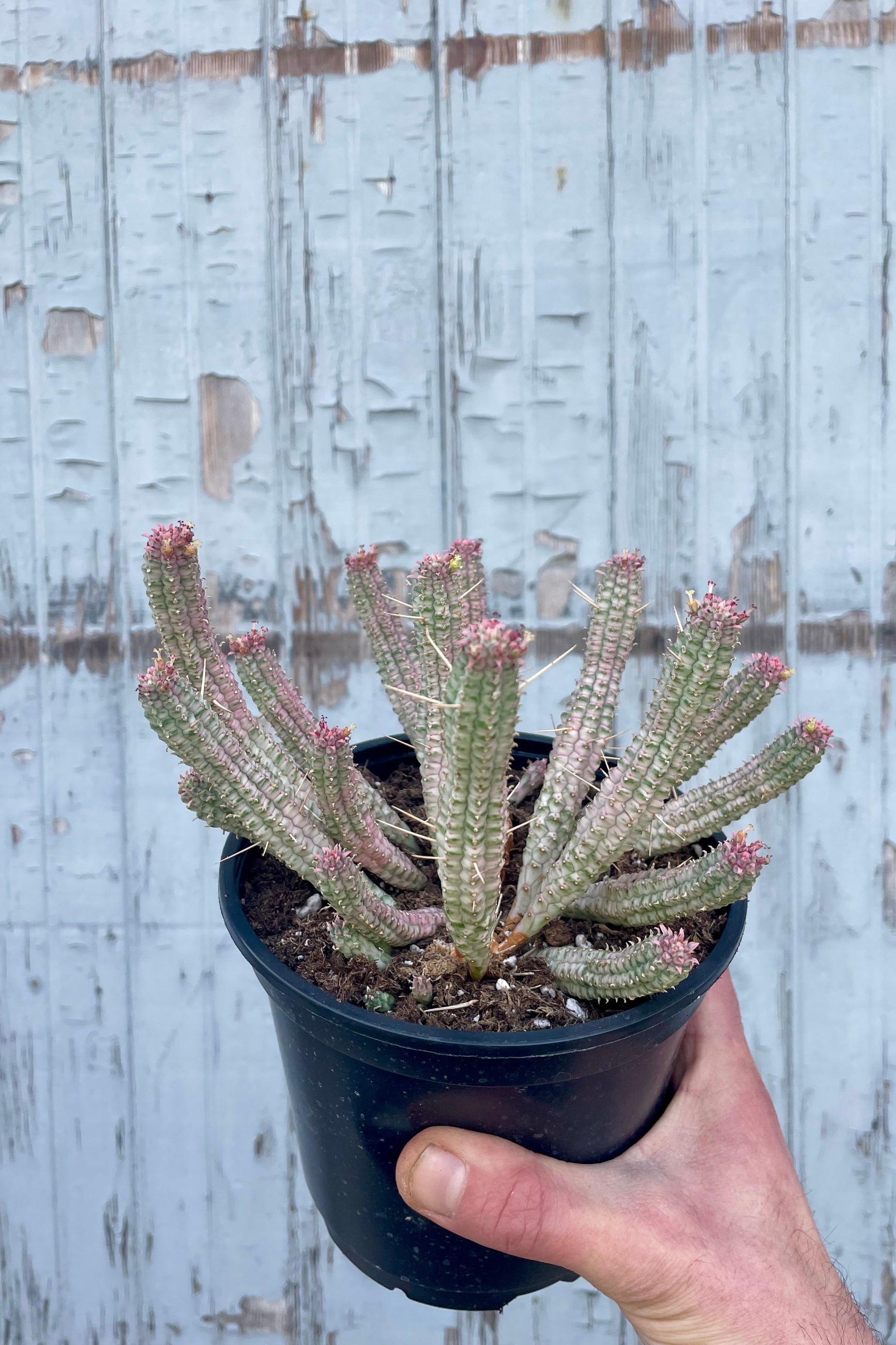 photo of a hang holding a plant. Photo shows the unique white stems and structure of Euphorbia mammillaris. Shown in a black pot in front of a gray wall.