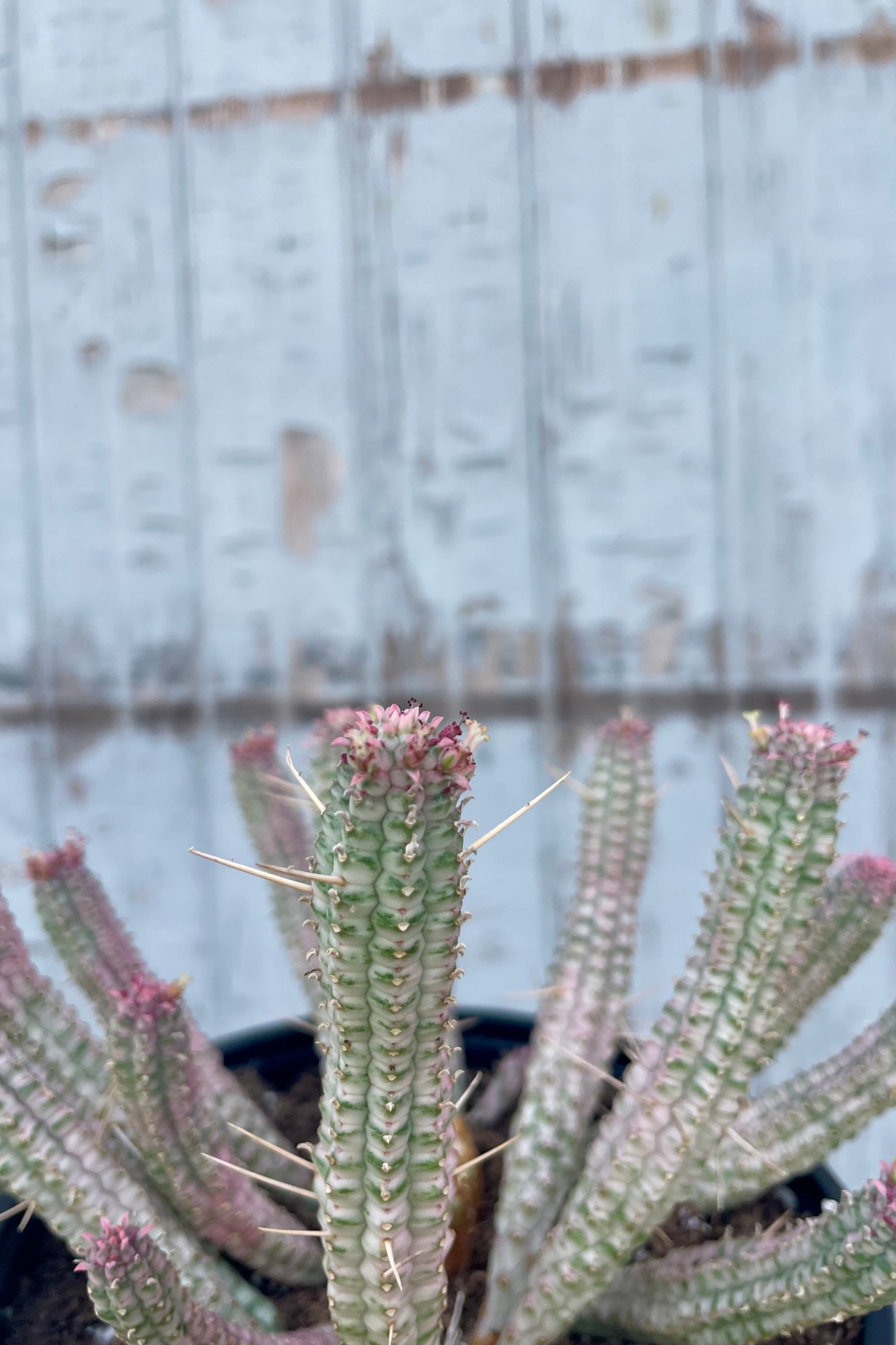 Close photo of the unique white stems and structure of Euphorbia mammillaris. Shown in a black pot in front of a gray wall.