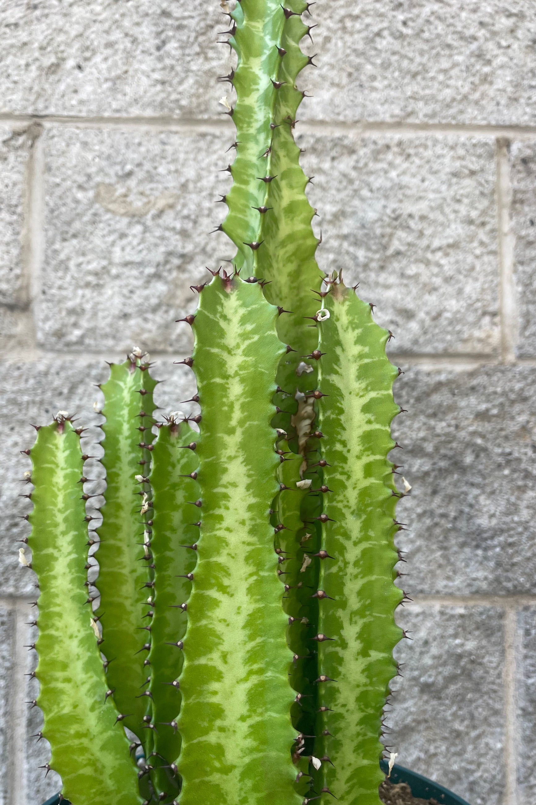 Close photo of a succulent  plant with upright stems of two tones of green in front of a gray wall. Euphorbia trigona. ©Sprout Home