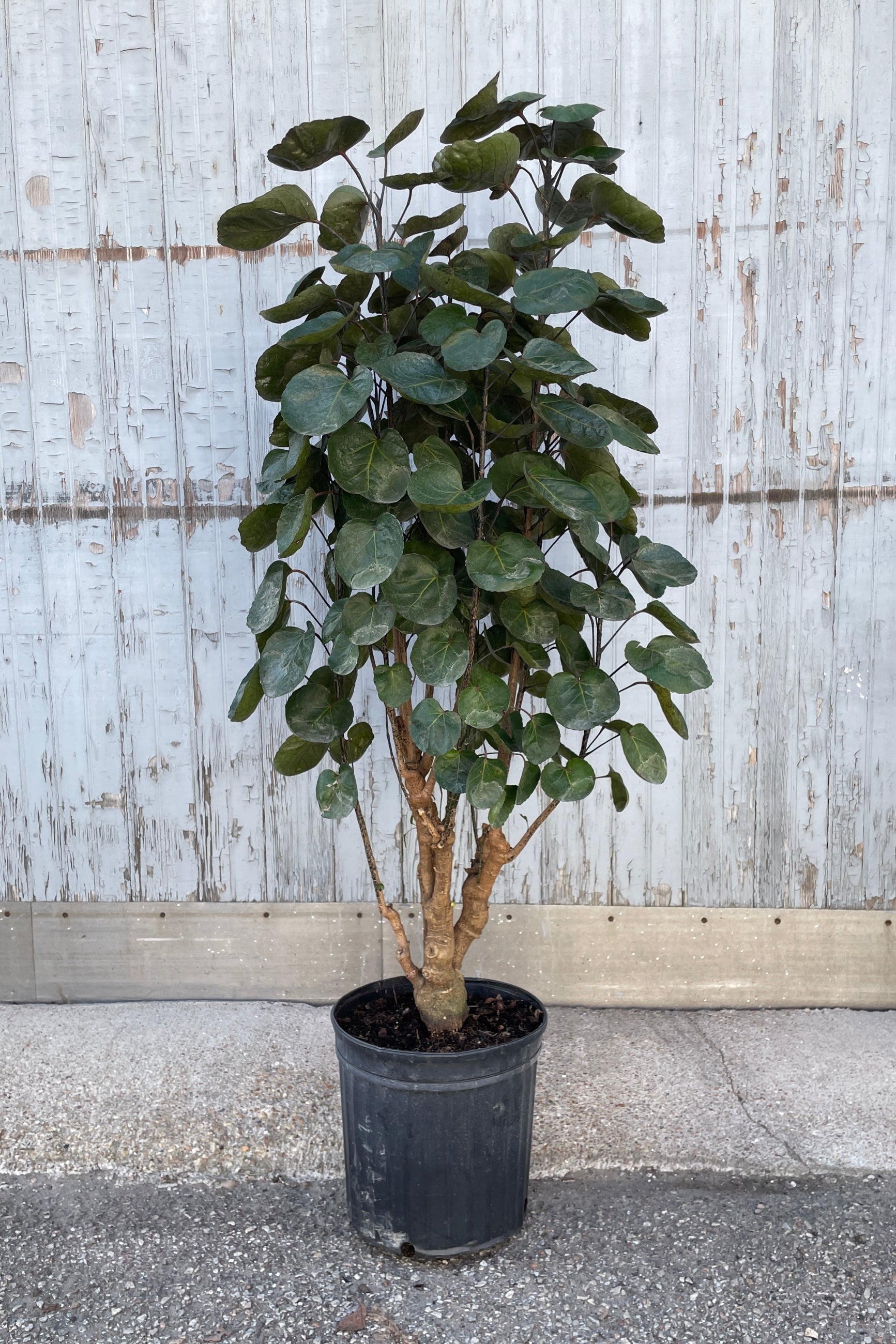 Fabian Aralia in a 12" growers pot in a stump form. 