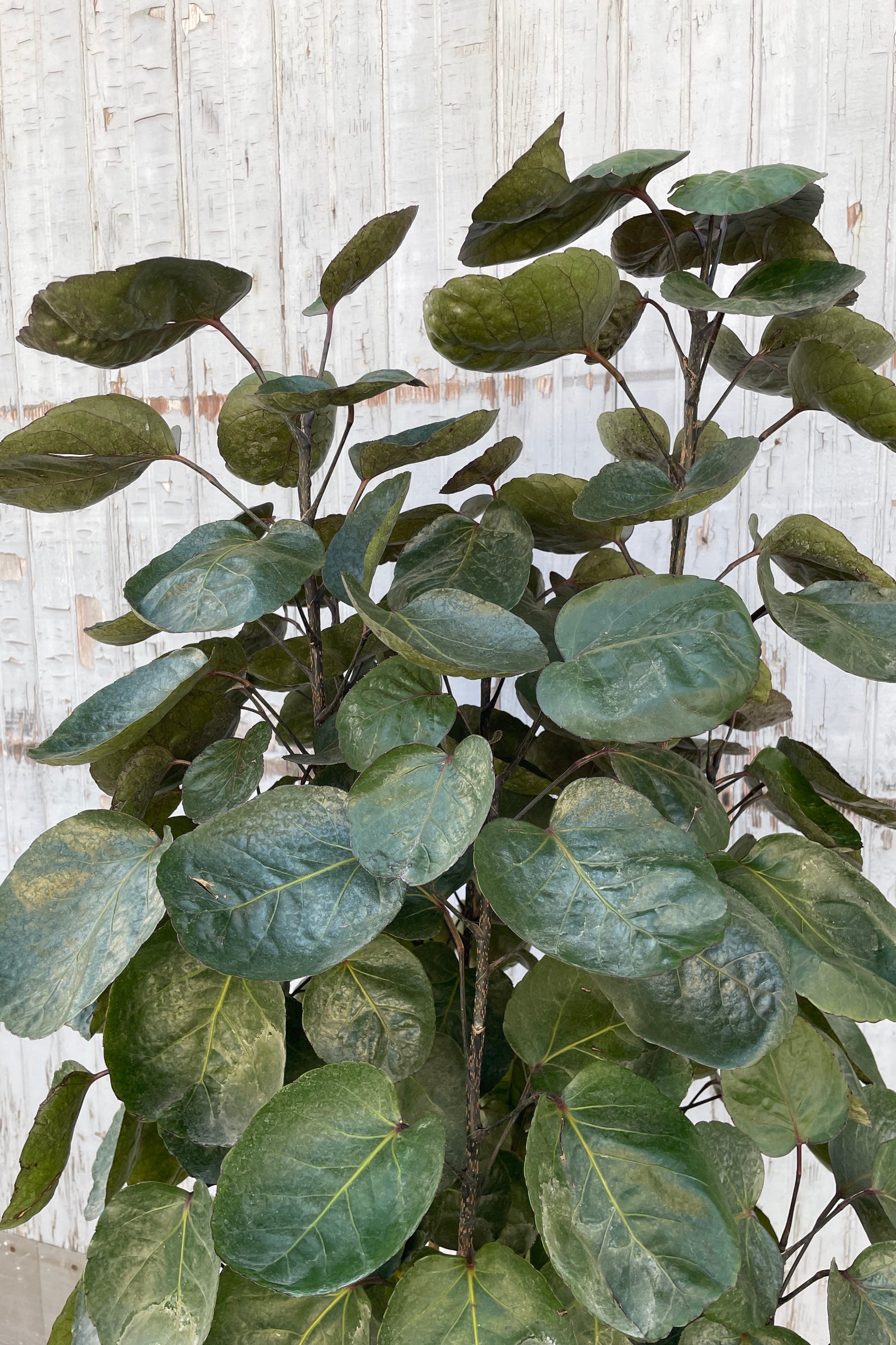 Fabian Aralia detail of the round dark green leaves at Sprout-home. 