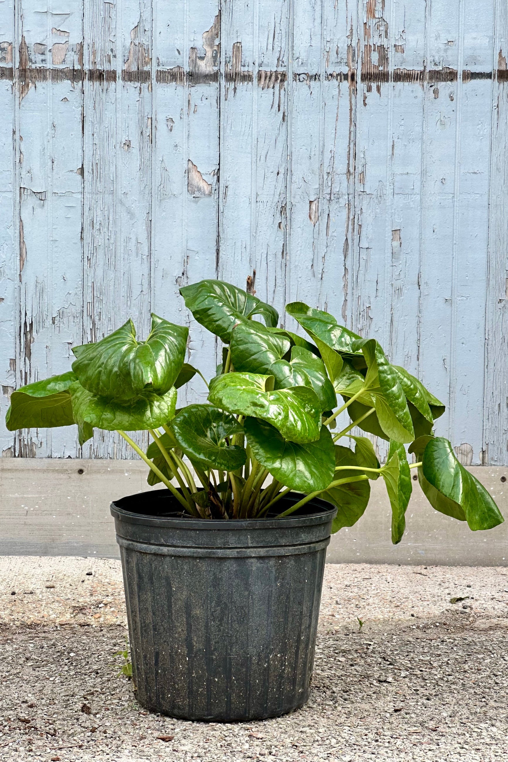 Farfugium 'Gigantea' in a 12" growers pot with its Lilly like leaves 