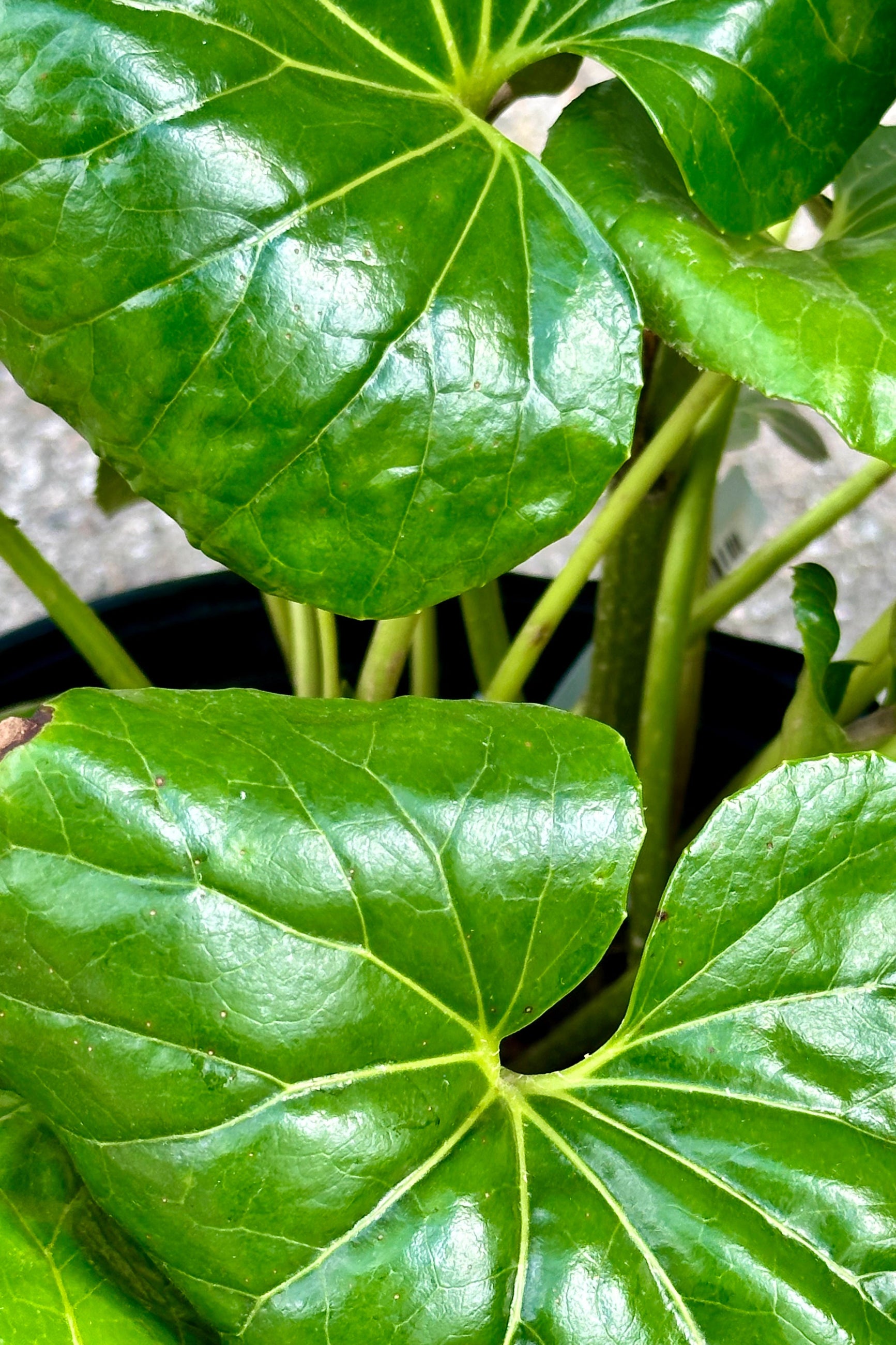 Farfugium 'Gigantea' green Lilly pad shaped leaves up close