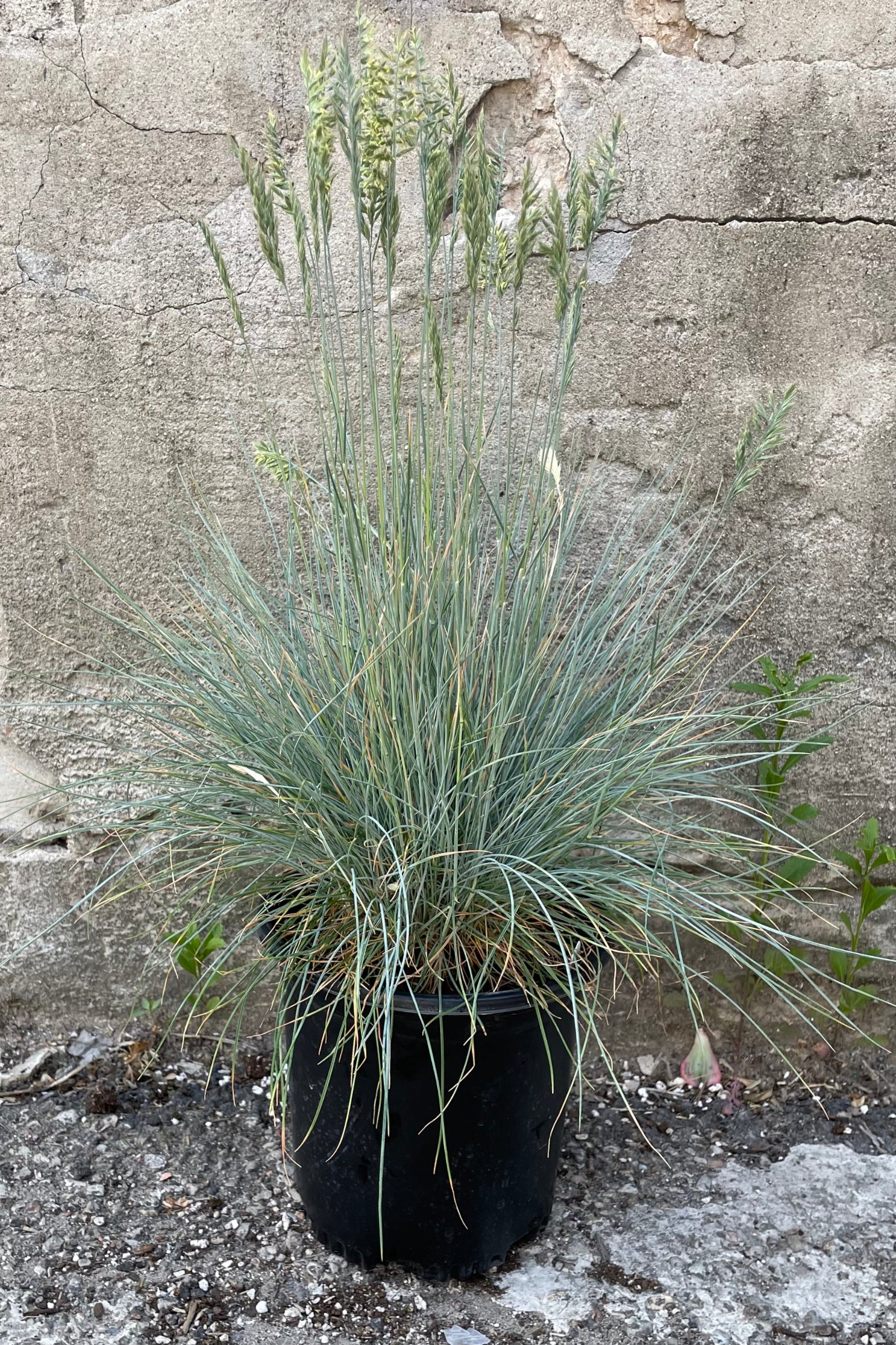Festuca 'Elijah Blue' in a #1 grower's pot showing it plumes and thin blue blades of grass like foliage the end of May. ©Sprout Home
