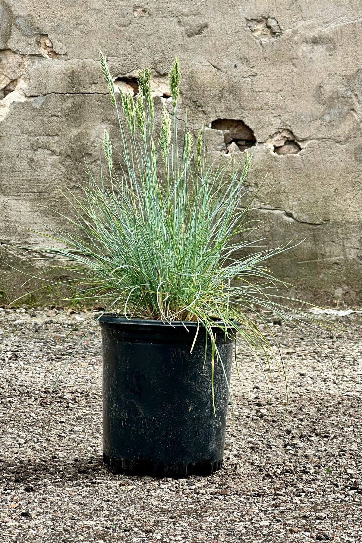 Festuca ' Beyond Blue' in a #1 growers pot mid May with its tufts of blue blades and the oat like flowers  ©Sprout Home 