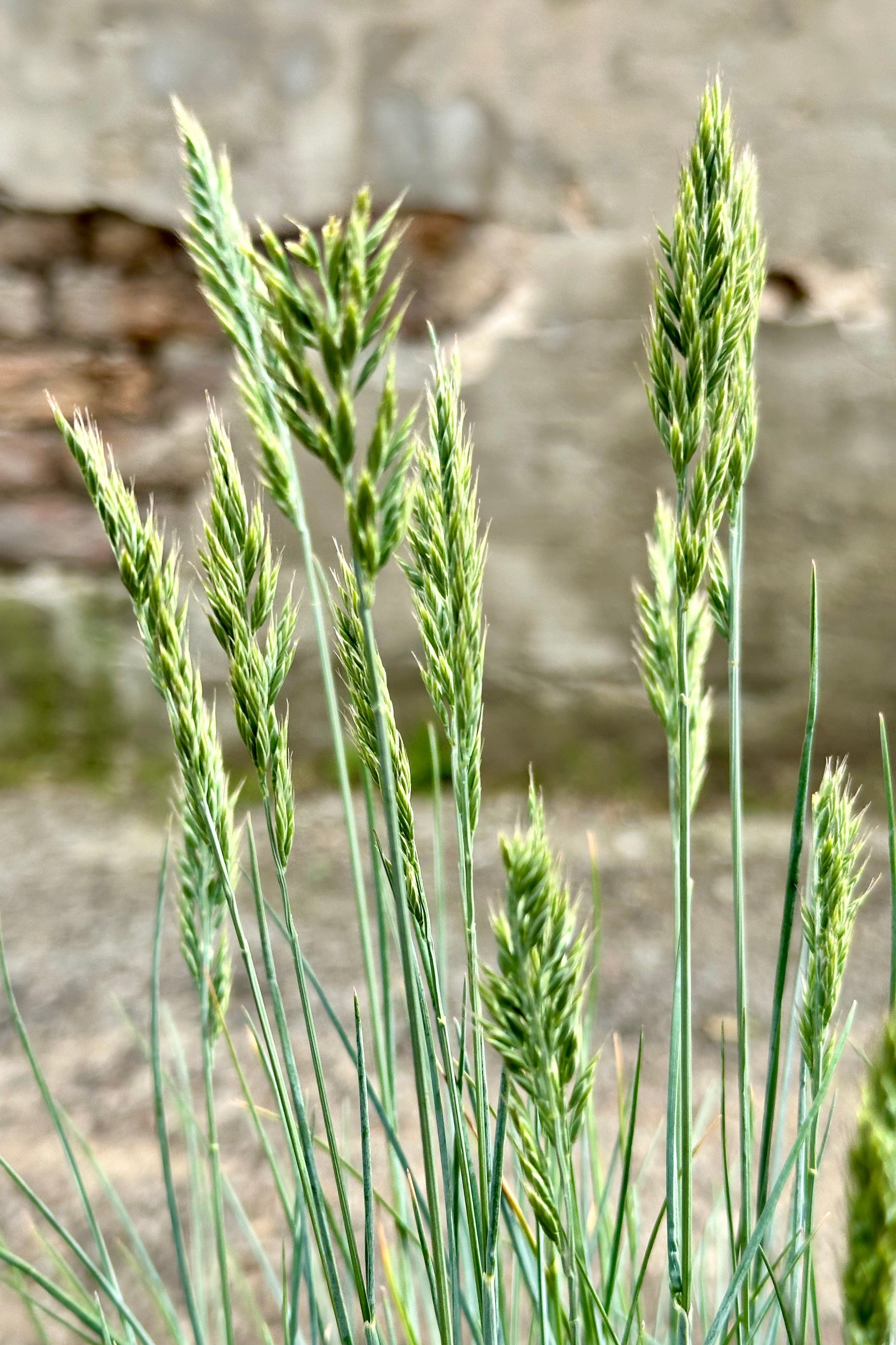 The oat like flower heads of Festuca 'Beyond Blue' mid May at Sprout-home ©Sprout Home 