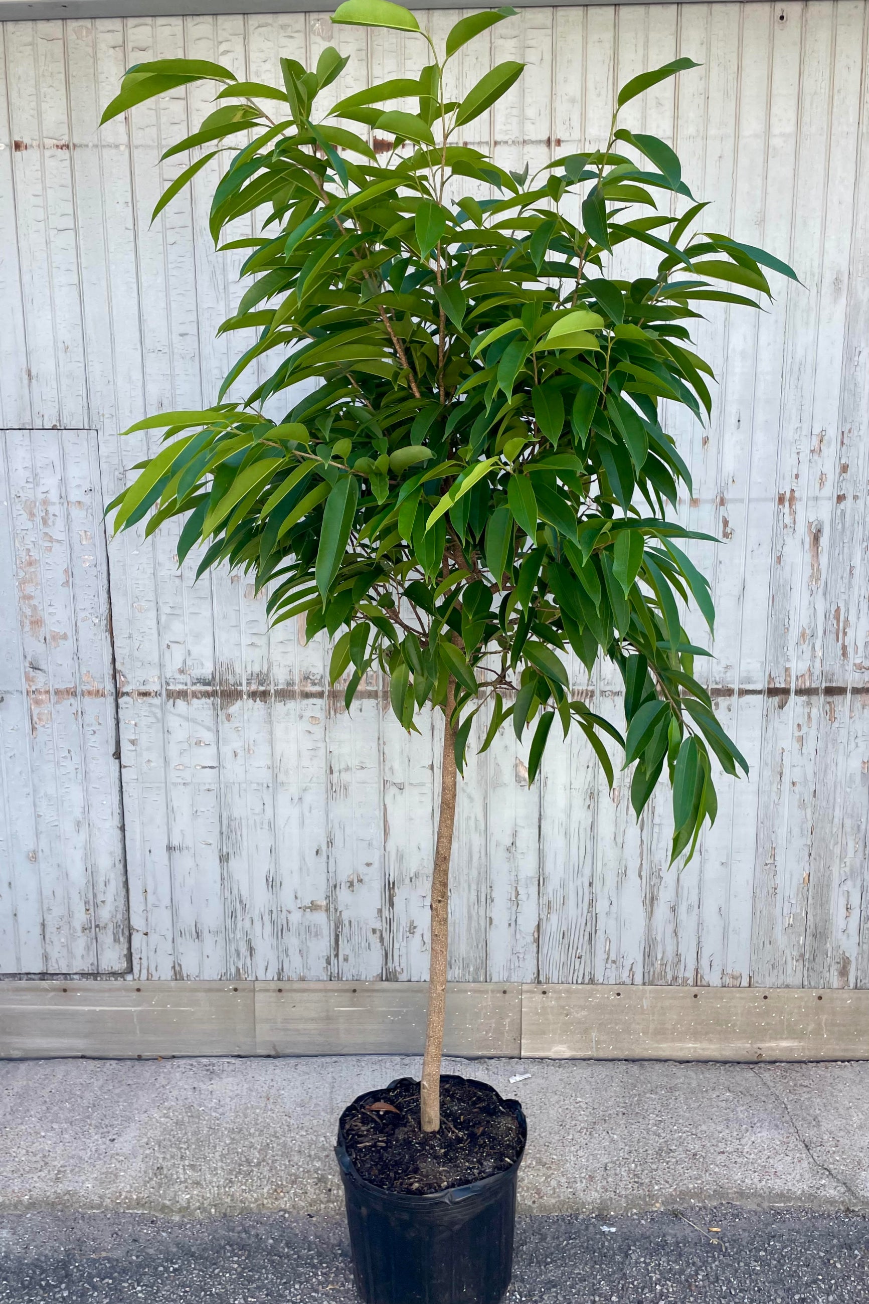 Photo of a tree in a black pot against a gray wall. The tree has an exposed trunk with an arbor of leaves and branches above. Leaves are long, pointed and green. The tree is an Amstel King Ficus.
