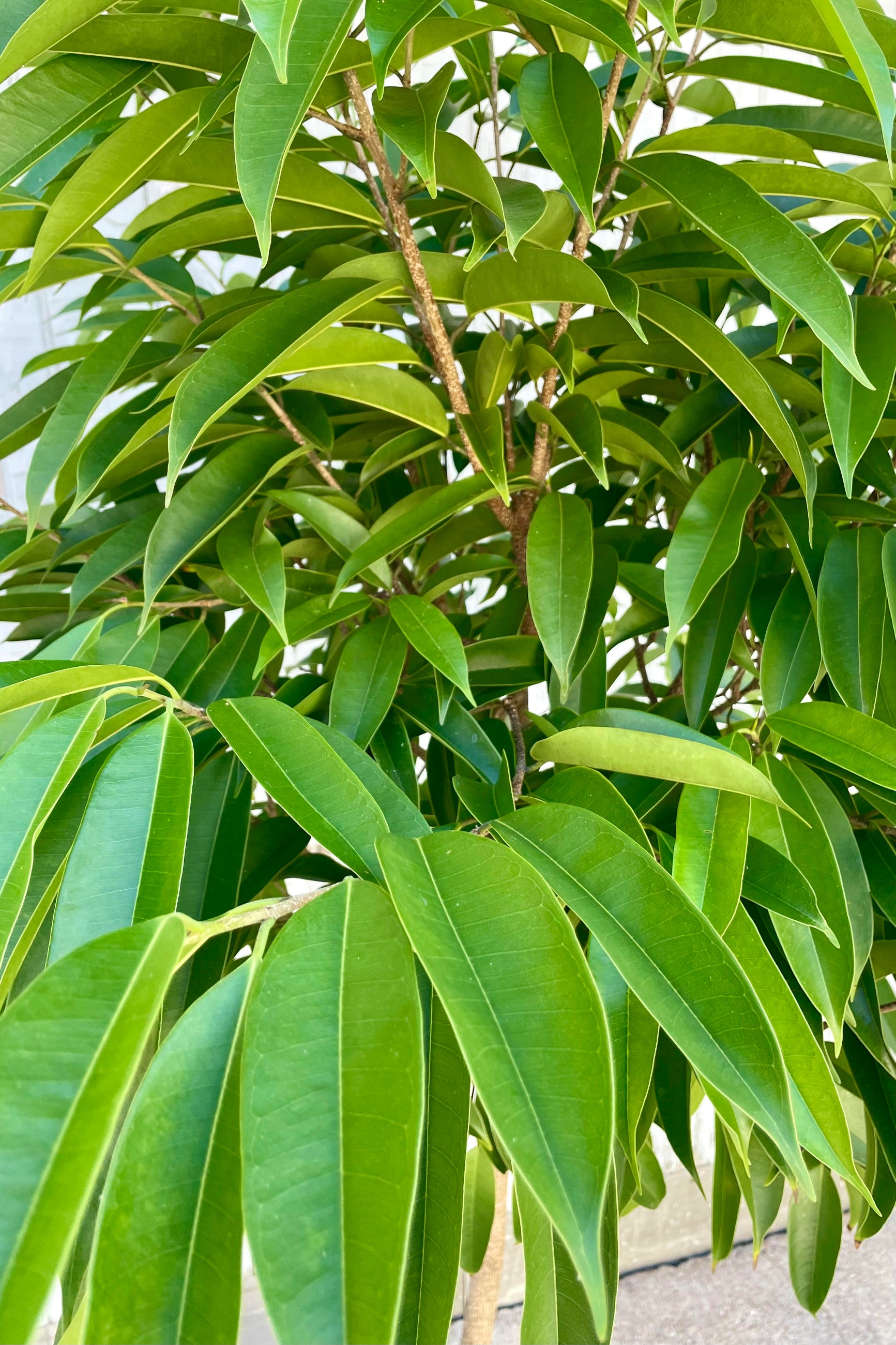 A close photo of dense leaves which are green with a pointed tip. They are the leaves of an Amstel King Ficus tree.