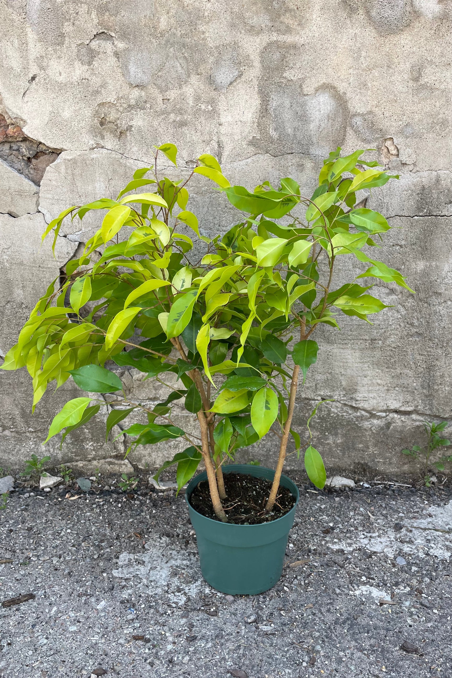 A full view of one variety of Ficus benjamina 6" in grow pot against concrete backdrop