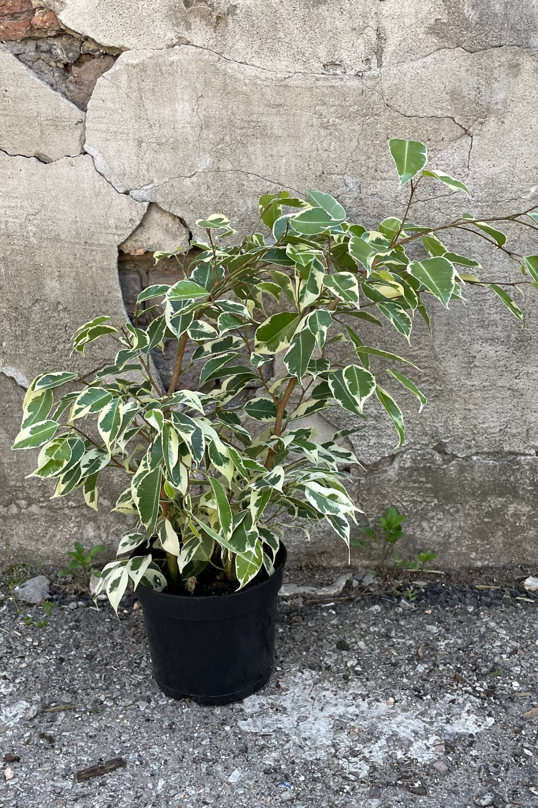 A full view of one variety of Ficus benjamina 6" in grow pot against concrete backdrop