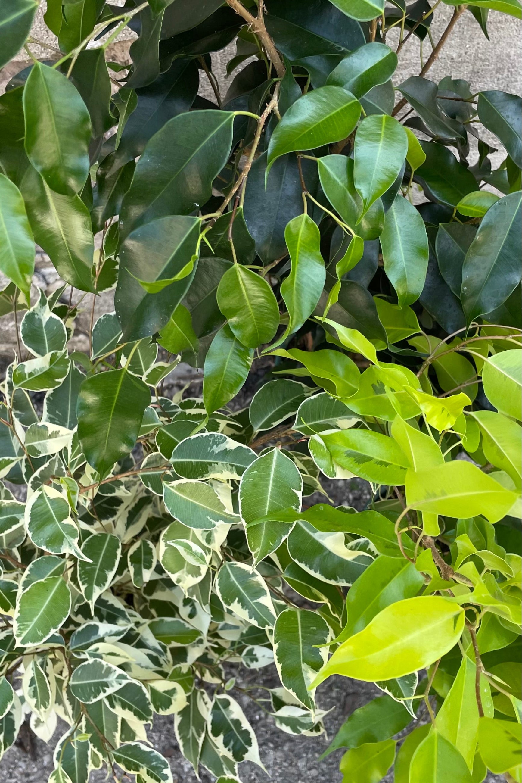 A detailed view of the various Ficus benjamina 6" types  