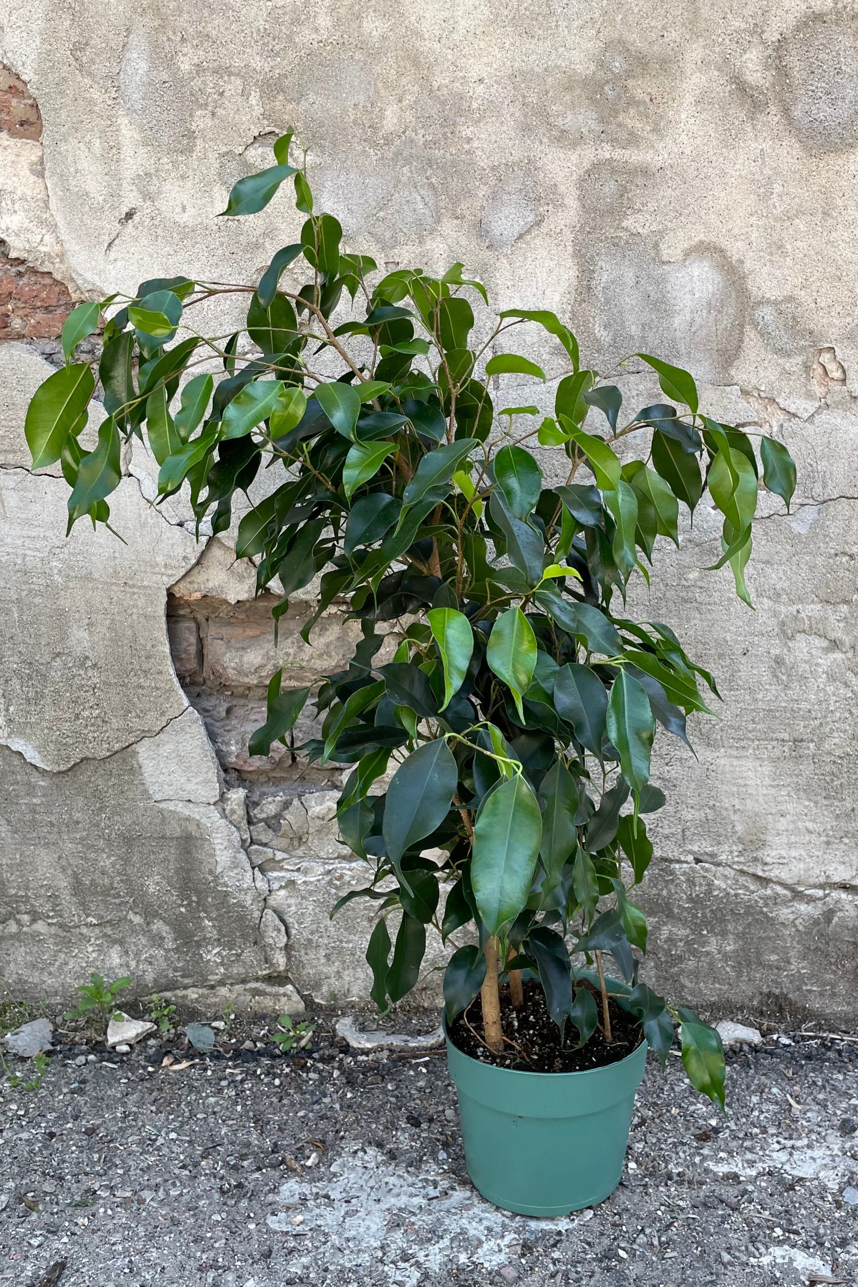 A full view of one variety of Ficus benjamina 6" in grow pot against concrete backdrop