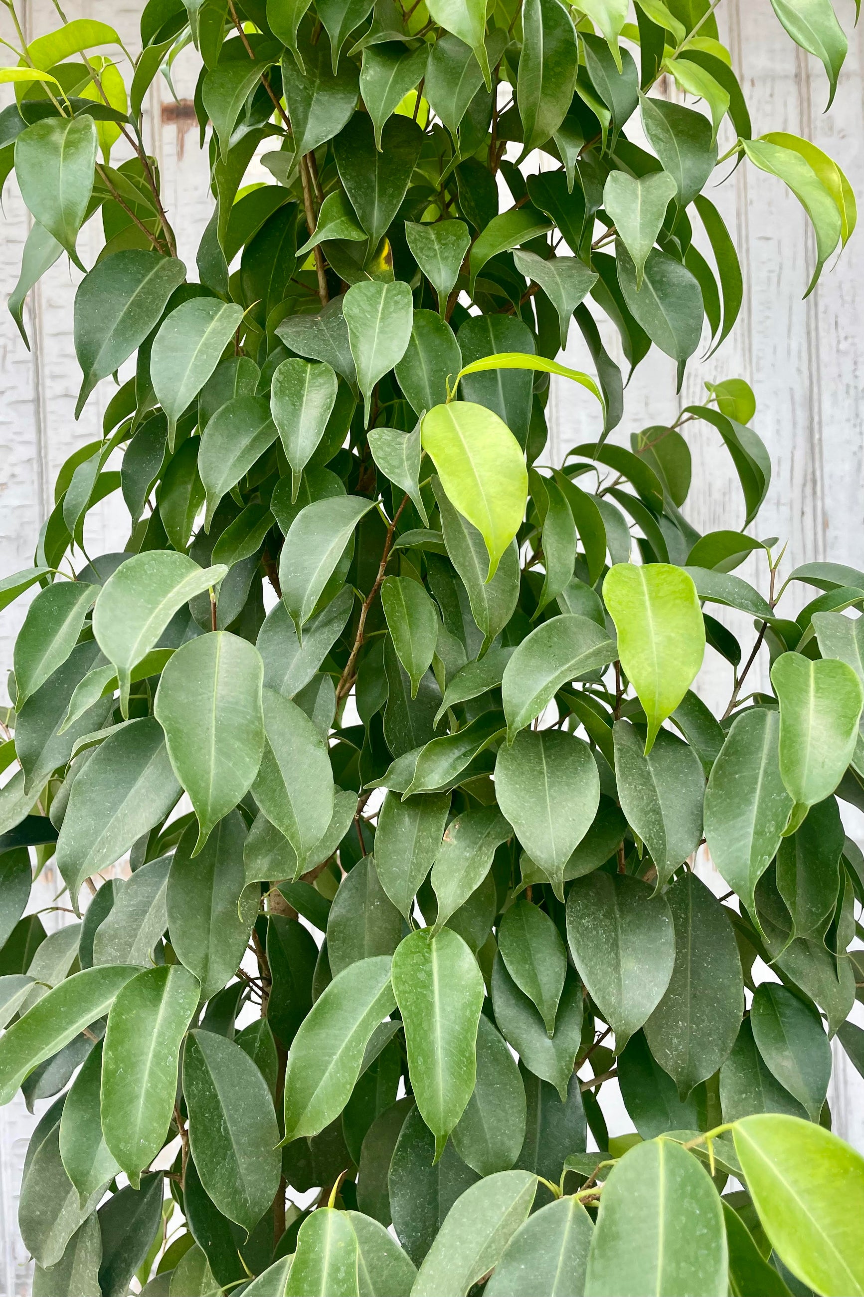 A close photos of the leaves of Photo of a Tree in a black pot against a gray wood and cement wall. The tree is very narrow in shape and very tall with small rounded green leaves. The tree is Ficus benjamina 'Spire.'