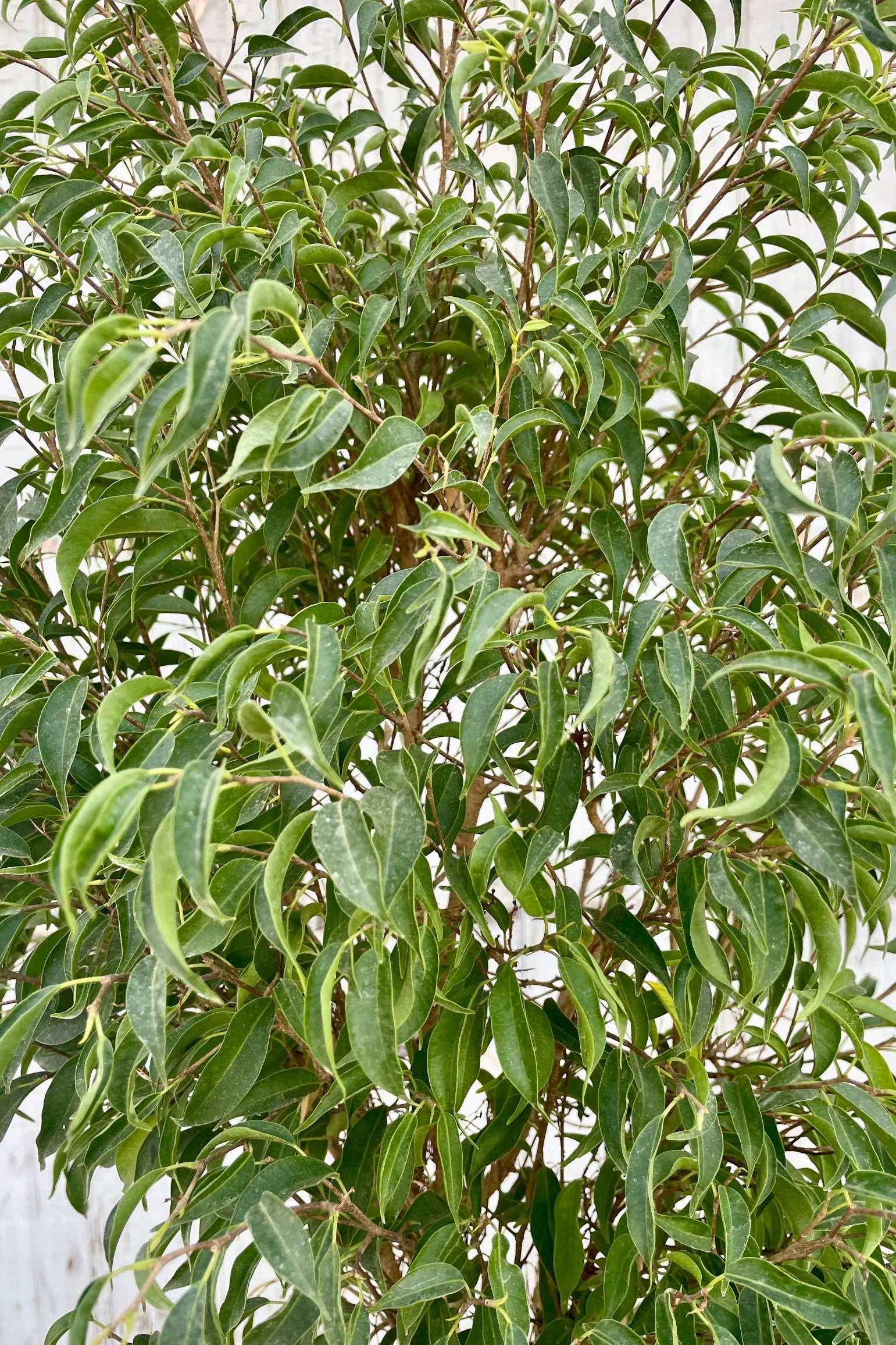 Photo of dense, small green leaves in front of a gray wall. Ficus benjamina leaves. 'Too Little' cultivar.