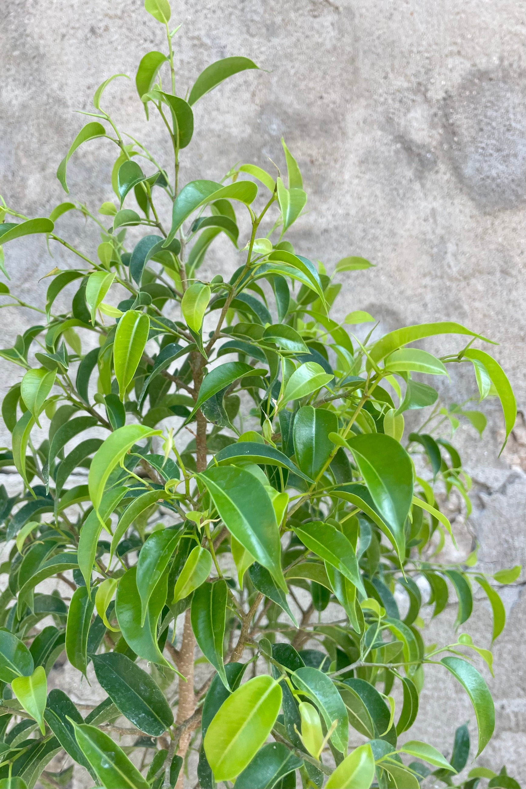 Close photo of the many small green leaves of Ficus benjamina 'Too Little" Fig treea gainst a gray cement wall.