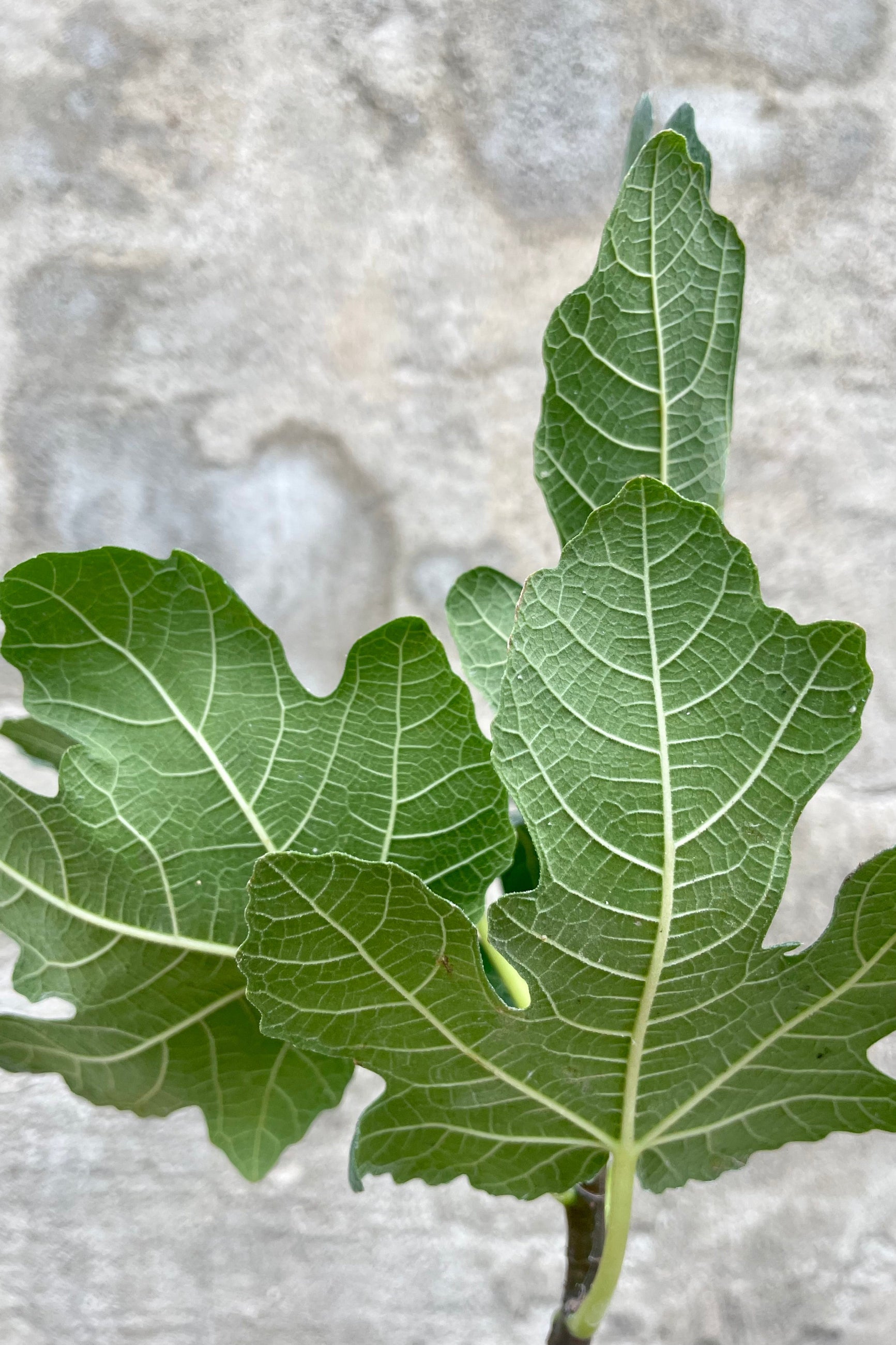 Photo of Ficus carica edible fig tree leaf against a cement wall.