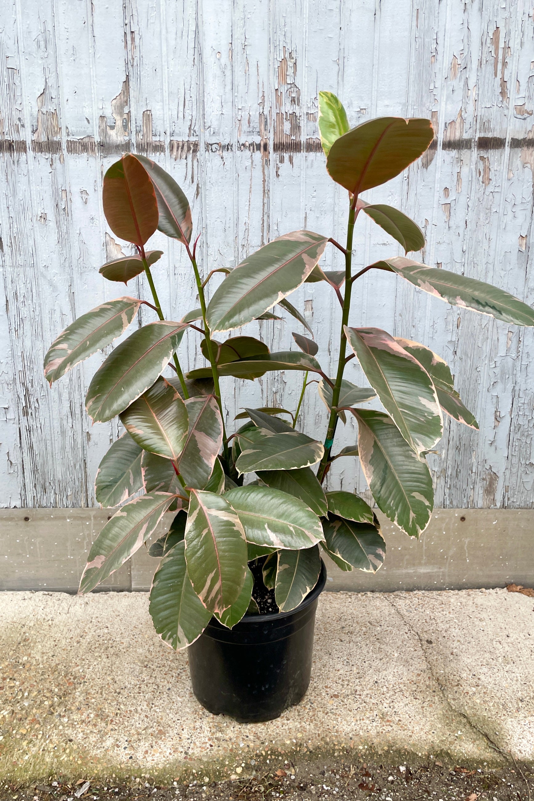 Ficus 'Ruby' column in a 12" growers pot at Sprout-home