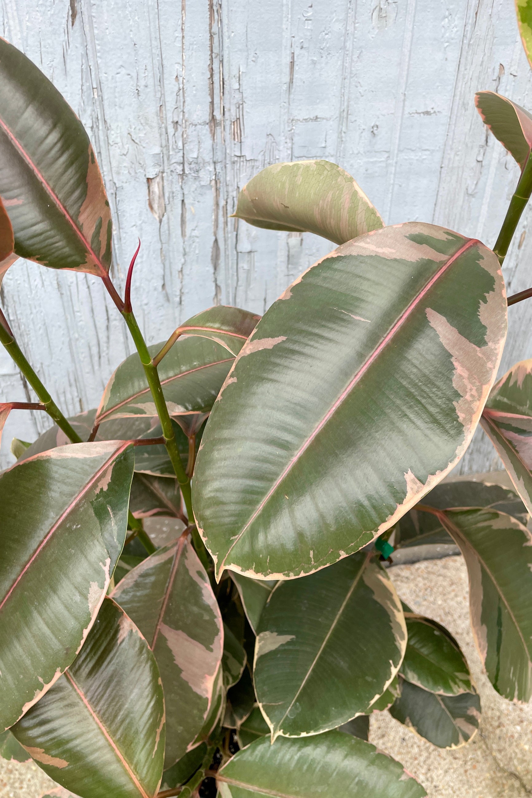 Detail close up image of the green / pink ovate leaves of the Ficus 'Ruby' at Sprout-home