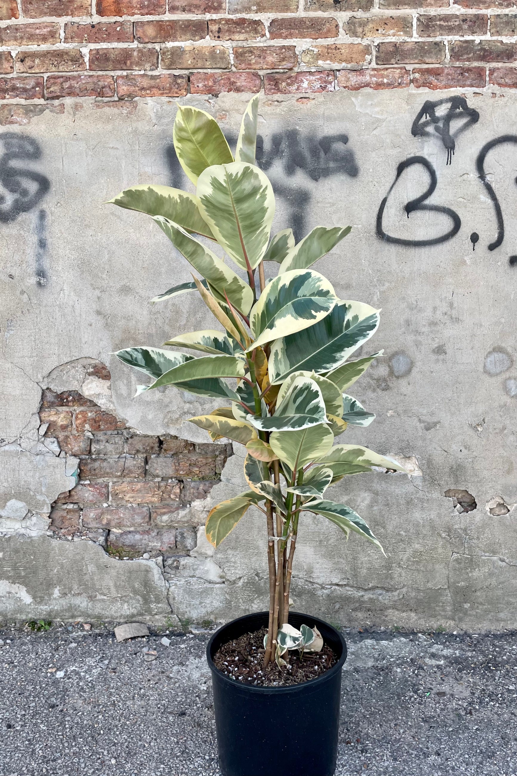 Photo of Ficus elastica 'Tineke' Rubber tree in a black pot against a cement wall.