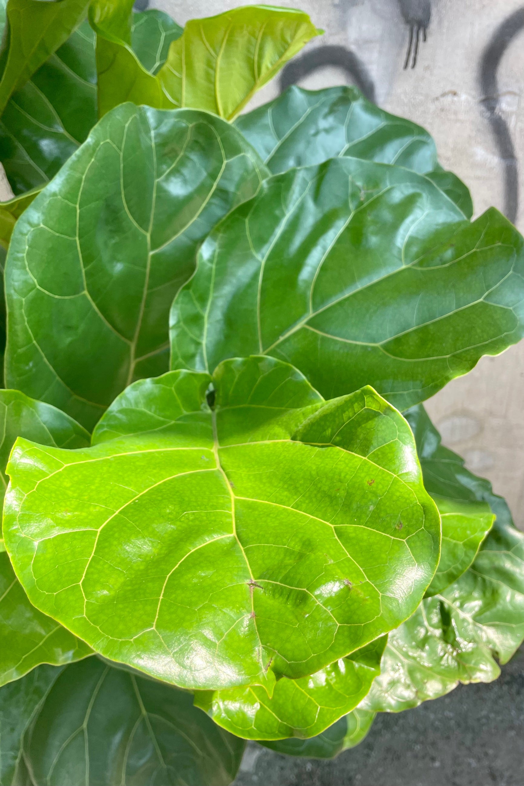 Close photo of wide green leaves of Ficus lyrata Fiddle Leaf Fig