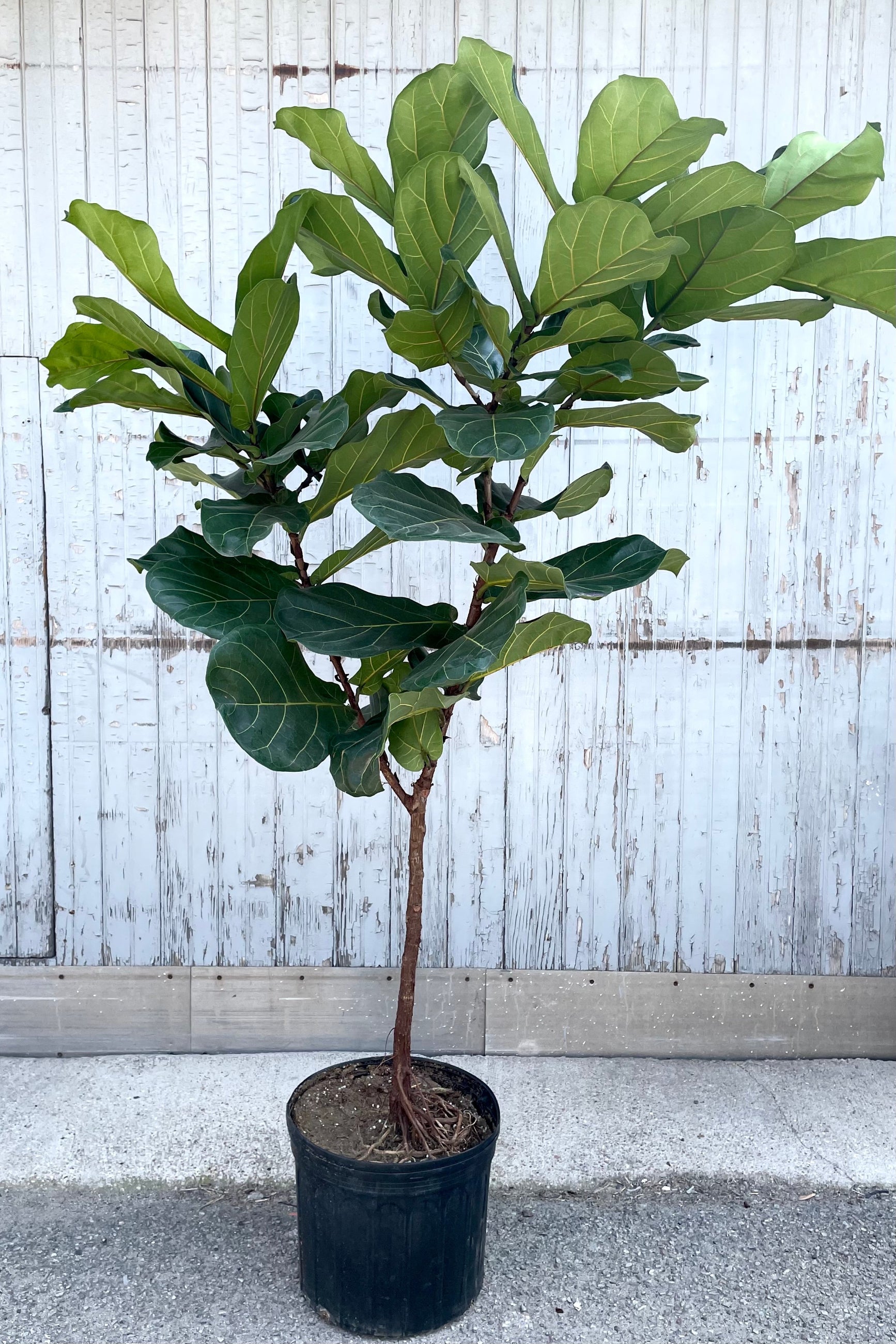 A full view of Ficus lyrata "Fiddle Leaf Fig" standard form 14" premium in gallon pot against wooden backdrop