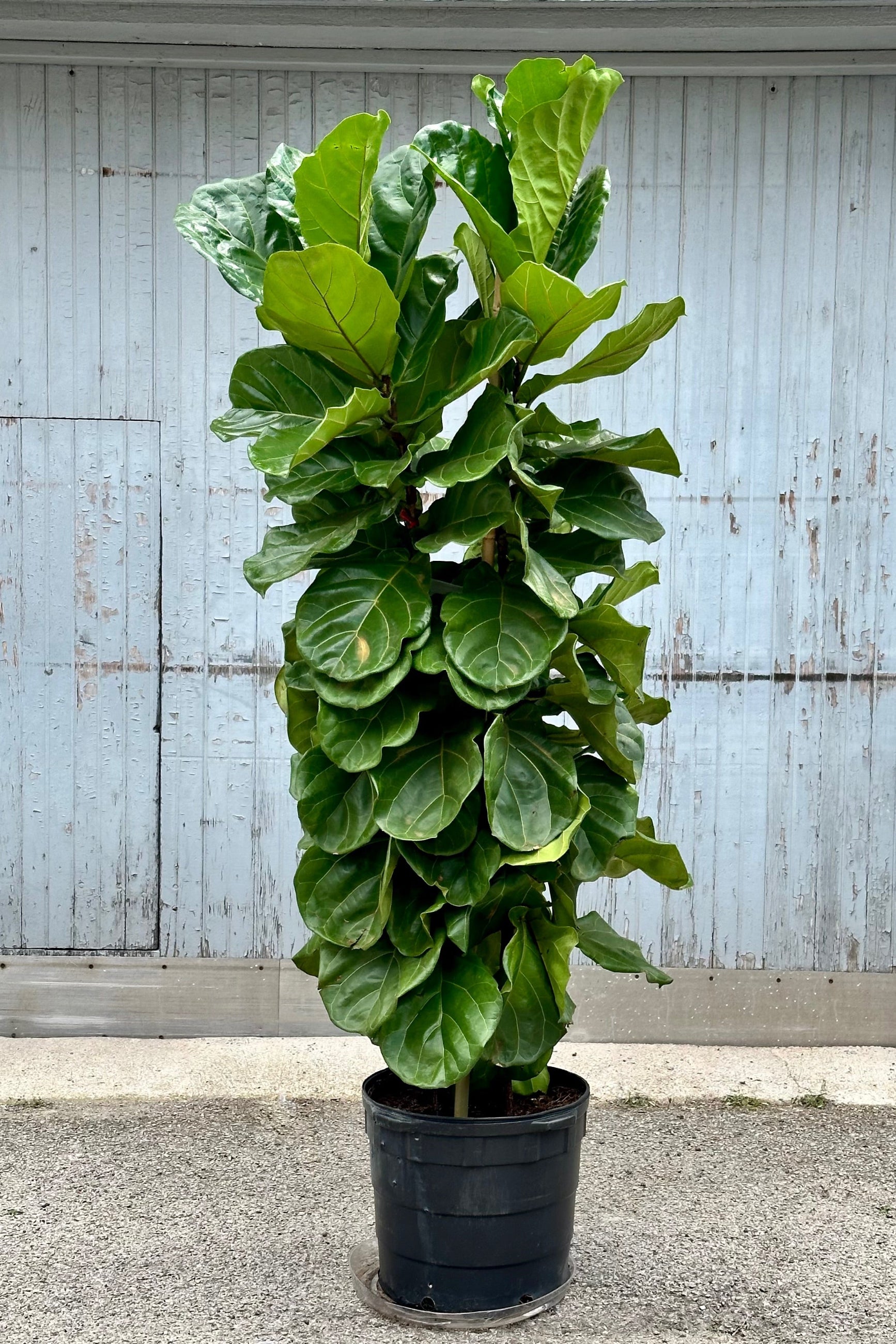 A 17" growers pot of a column style Ficus lyrata "Fiddle Leaf Fig" in front of a gray wall. 