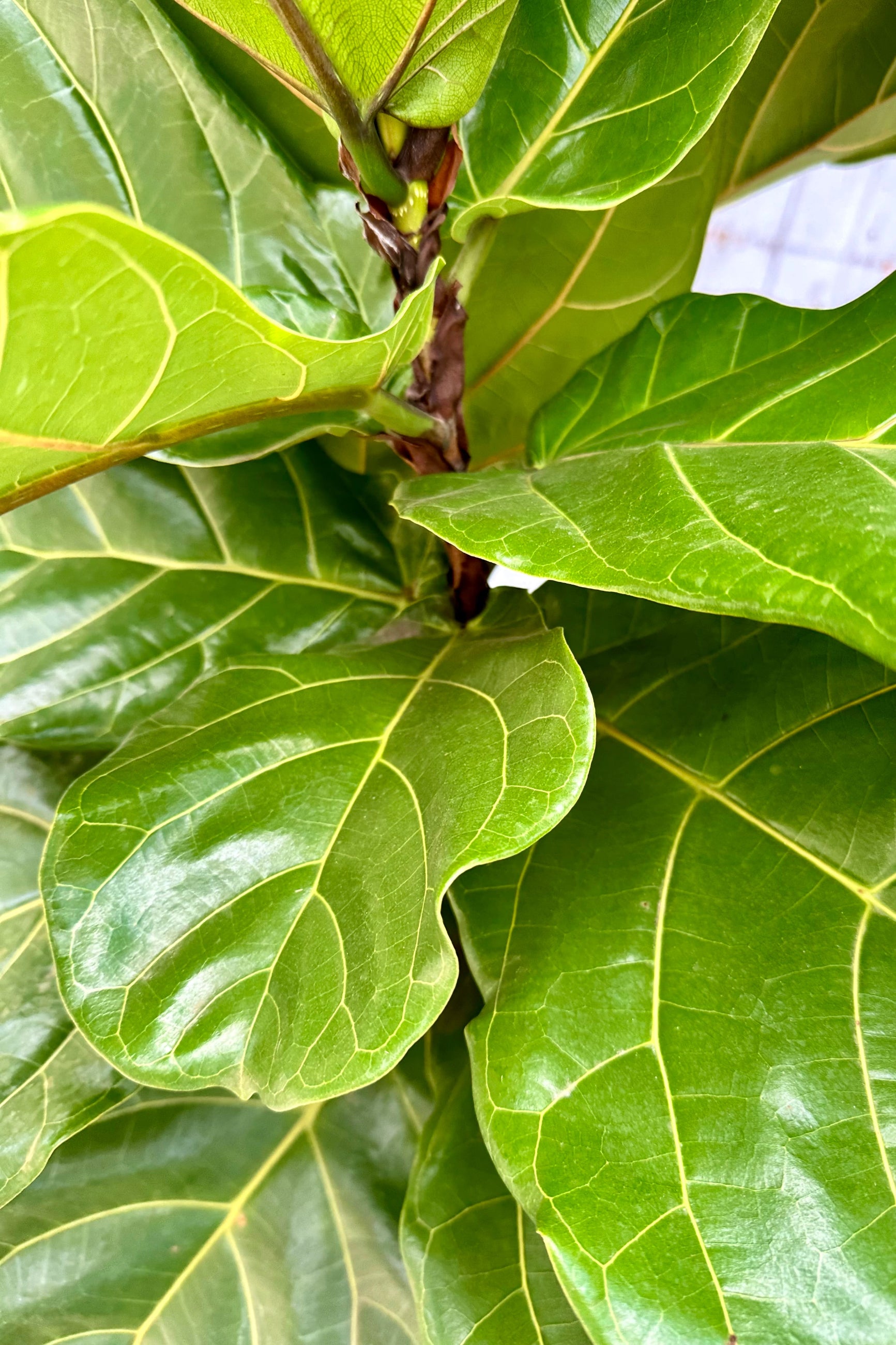 Detail of the thick leathery leaves of a large Ficus lyrate tree. 