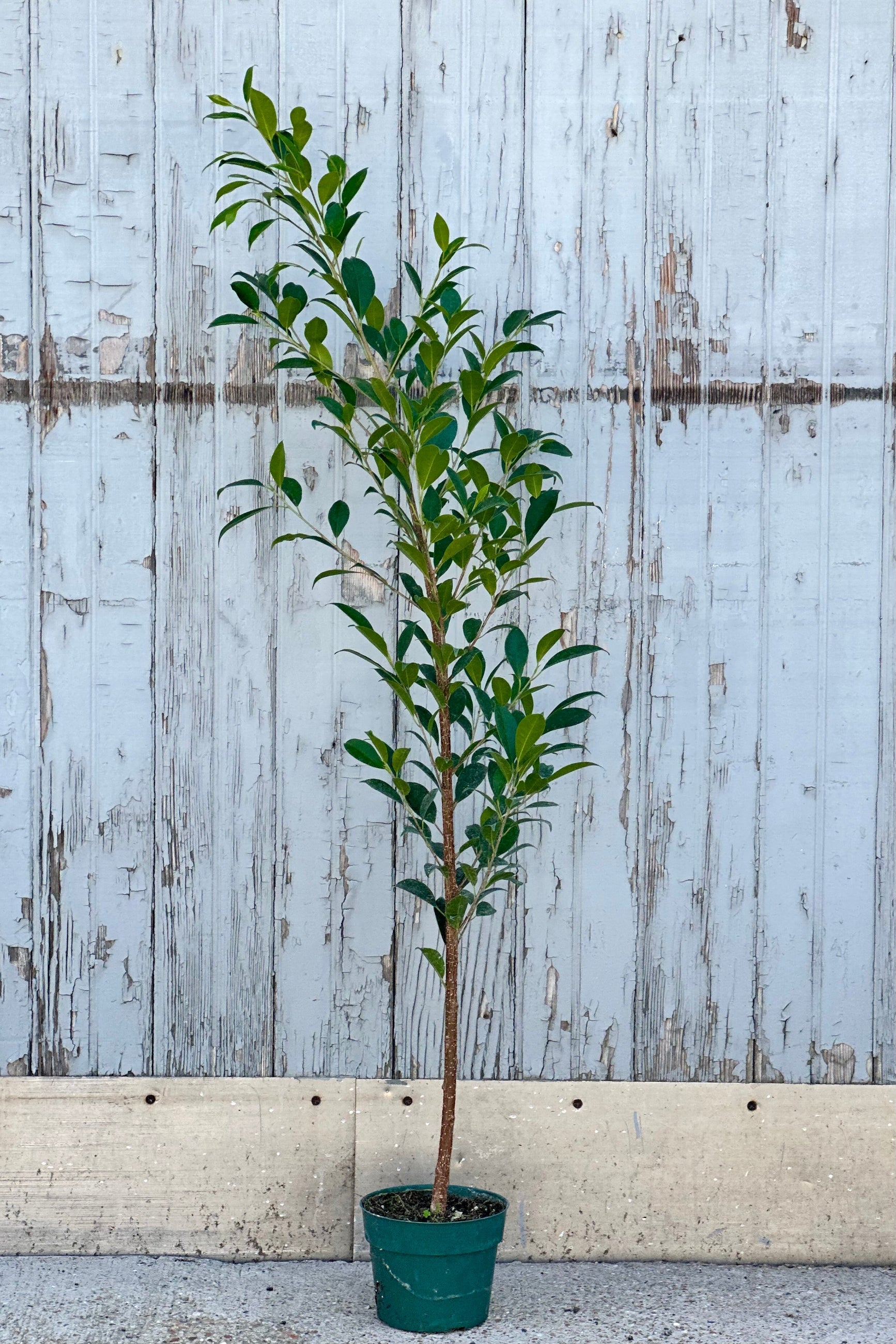 Ficus microcarpa "Ginseng Ficus" standing tall in a 6" growers pot against a wood wall at Sprout-home.