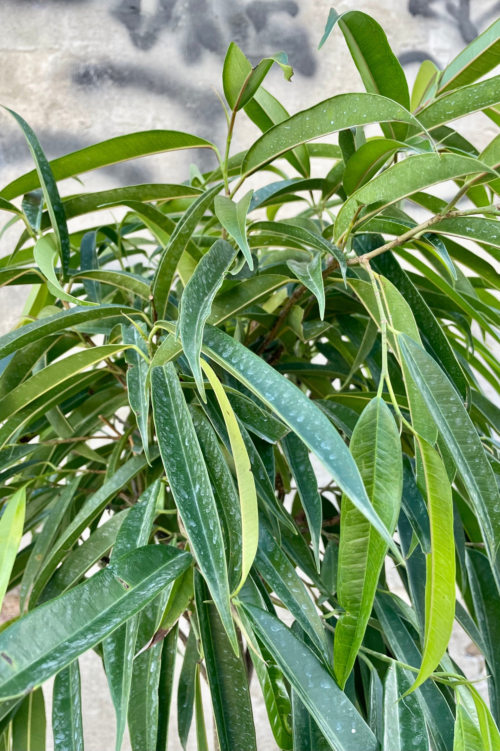 Close photo of the narrow green leaves of the fig tree Ficus maclellandii 'Alii' against a cement wall.