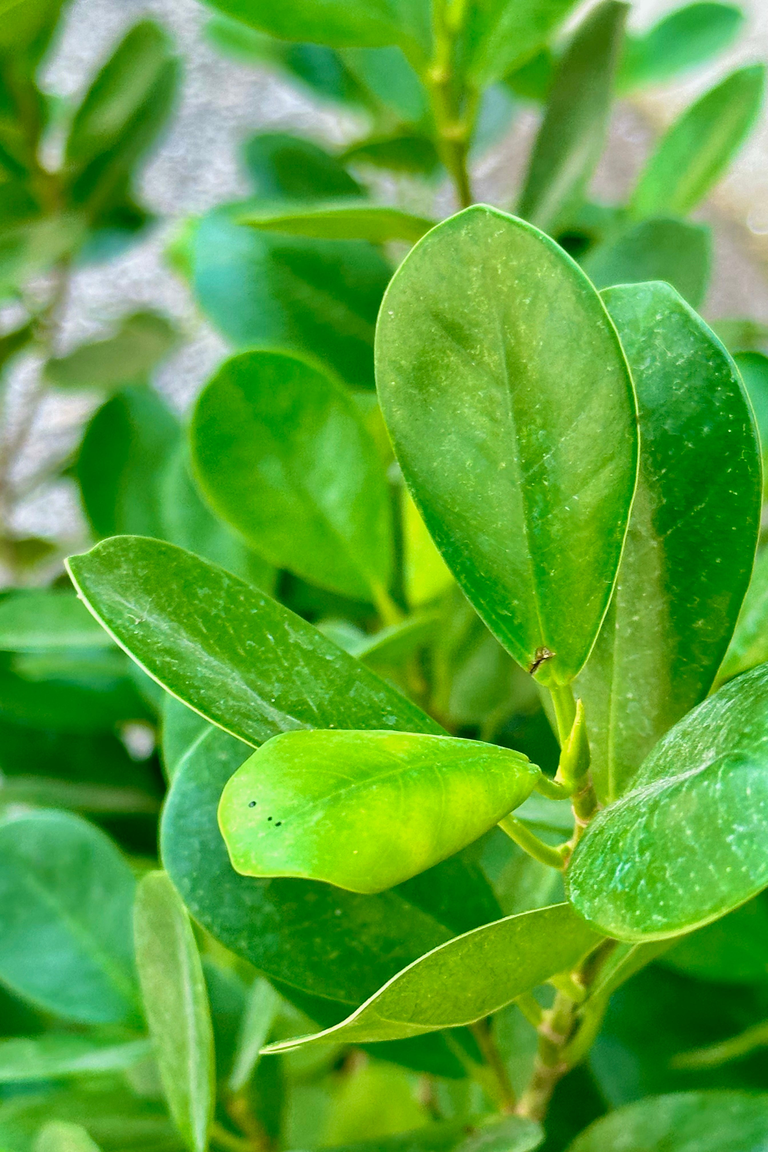 detail of the round to ovate thick green leaves of the Ficus 'Moclame' at Sprout-home. 