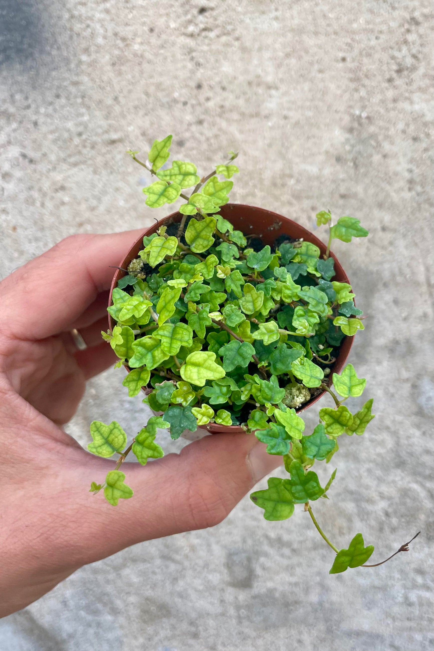 Photo of a hang holding a vining plant against a cement wall. The plant is in a round pot and shown from above, showing small three-lobed leaves on vines in a round pot. The plant is a creeping fig, "string of frogs" or Ficus pumila var. quercifolia.