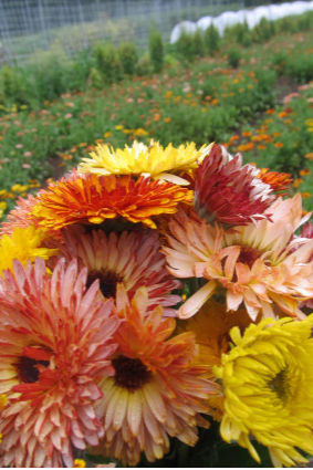 Flashback calendula flowers grouped together by Hudson Valley Seed Company.