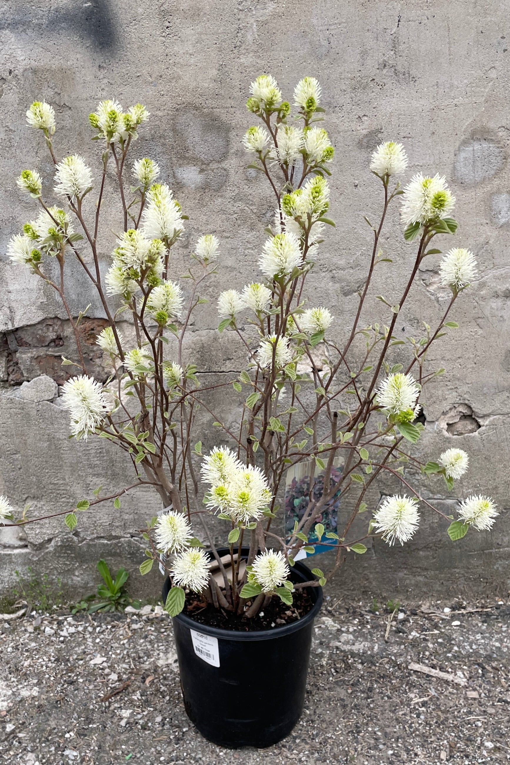 Fothergilla gardenii in a #2 growers pot the middle of April with its white flower tufts before the foliage comes out.  ©Sprout Home