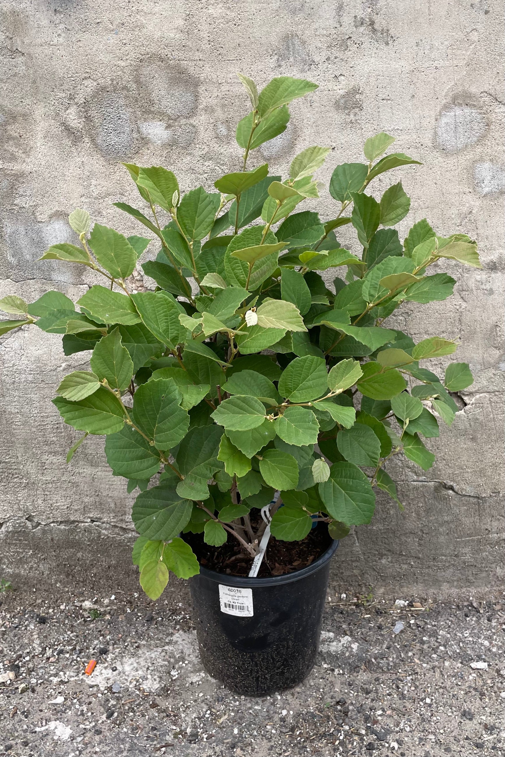 Fothergilla gardenii in a #2 growers pot the middle of June robust with green leaves.  ©Sprout Home